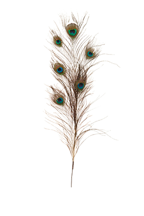 Peacock Feather Stem