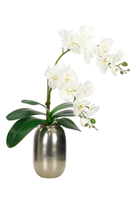 Orchids in Steel Pot