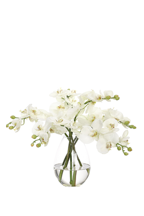 زهور الأوركيد فالاينوبسيس البيضاء في مزهرية زجاجية على شكل دمعة