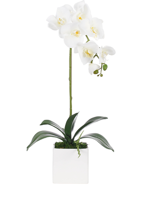 Orchid in Ceramic Pot