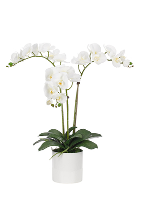 Orchids in Ceramic Pot