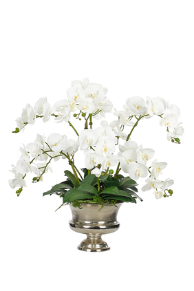 Orchid Phalaenopsis Urn