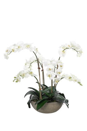 Orchids in Terracota Bowl