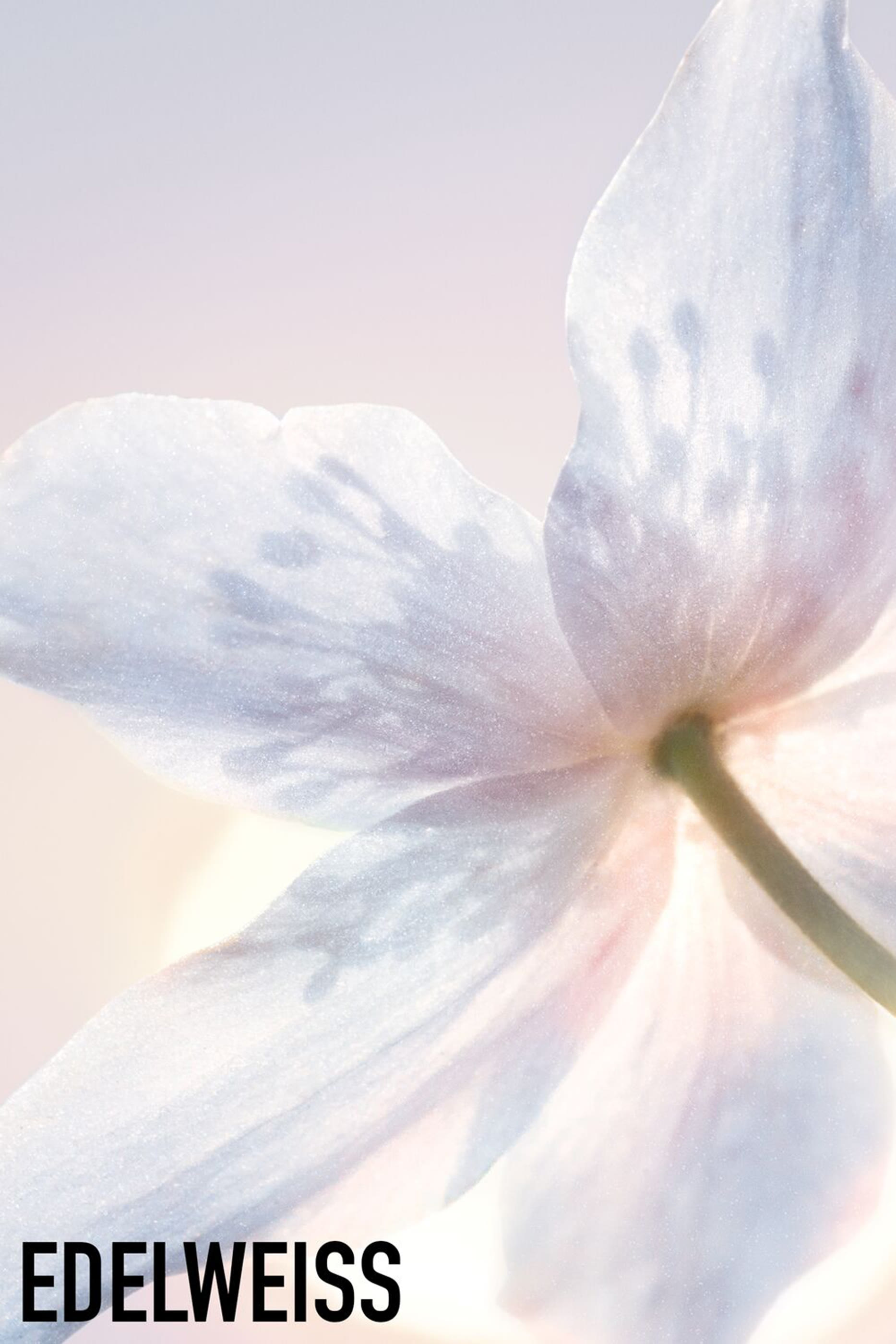 Diorsnow Essence of Light Creme Jar