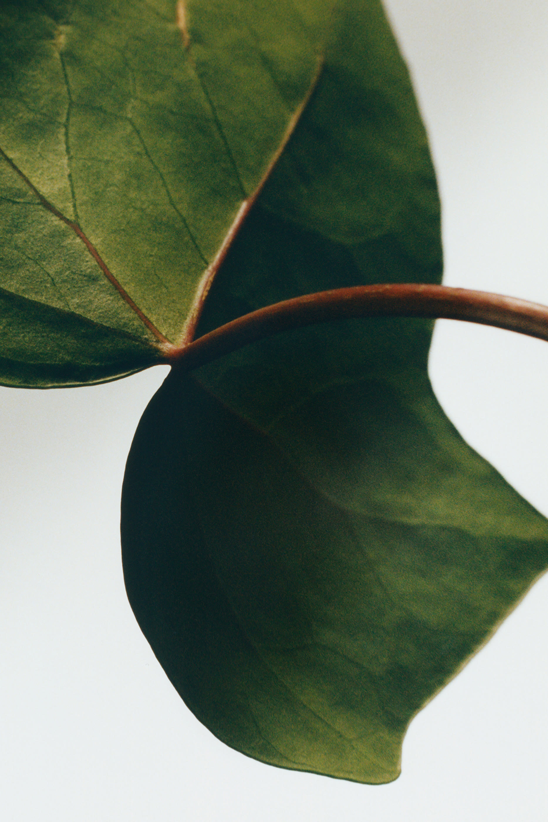 لوشن الجسم برائحة اللبلاب