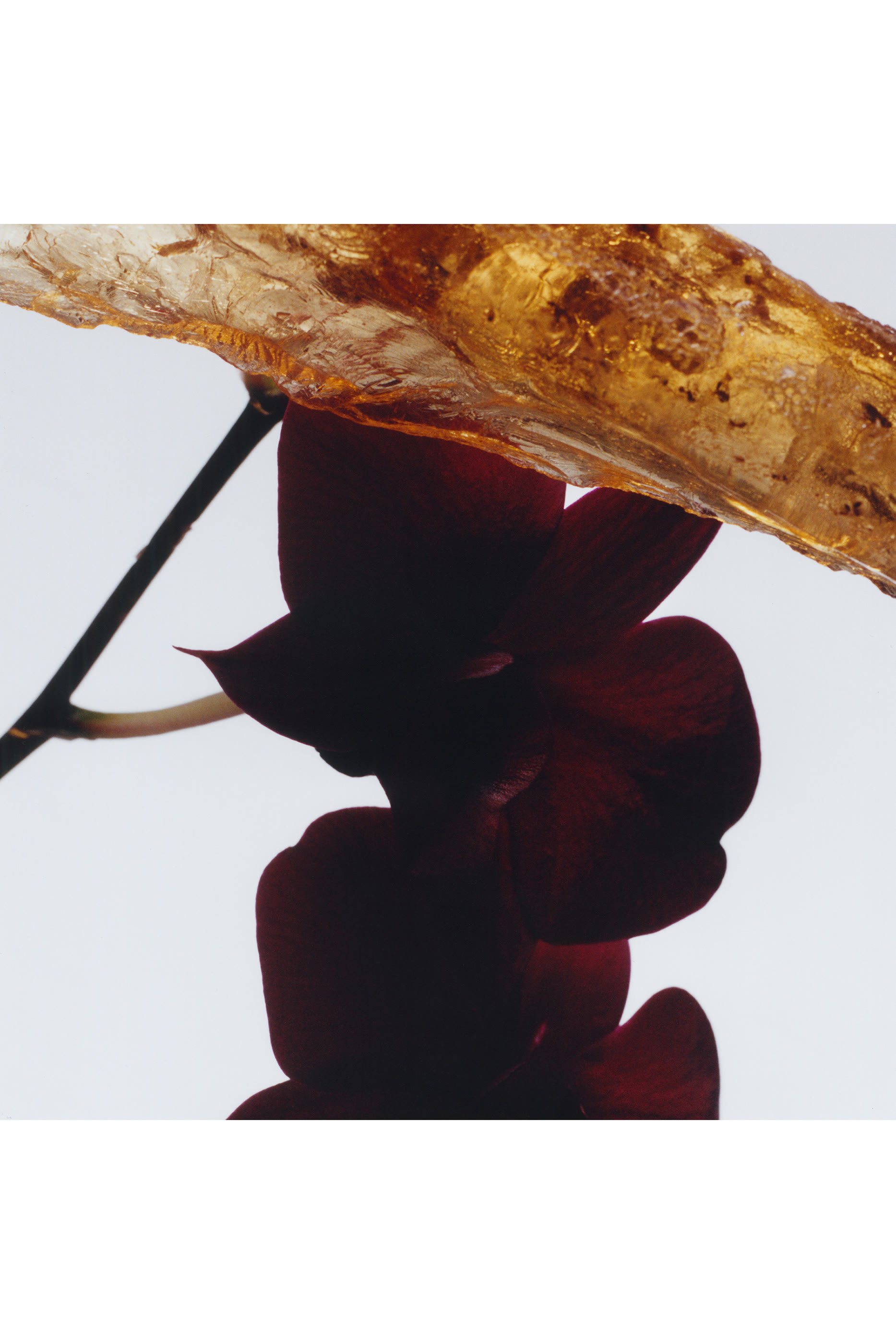 أو دو بارفان كولونيا مركز دارك امبر اند جينجر ليلي