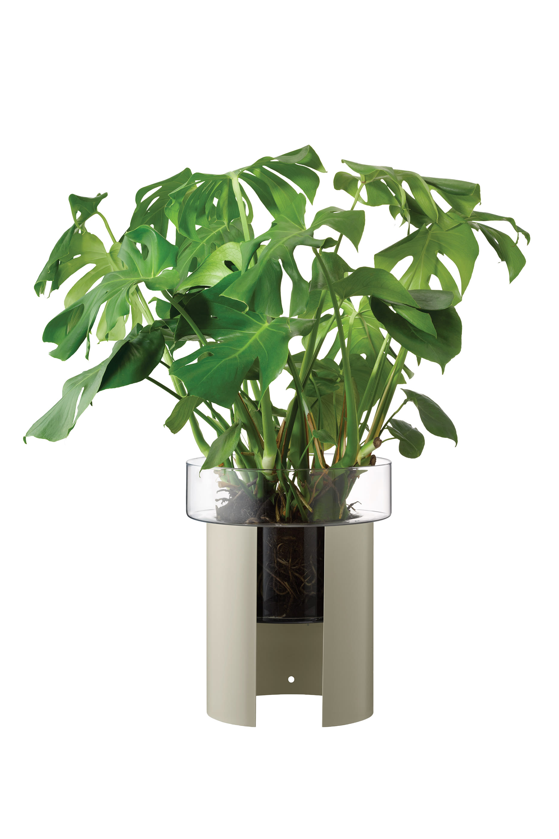 إصيص تيرازا