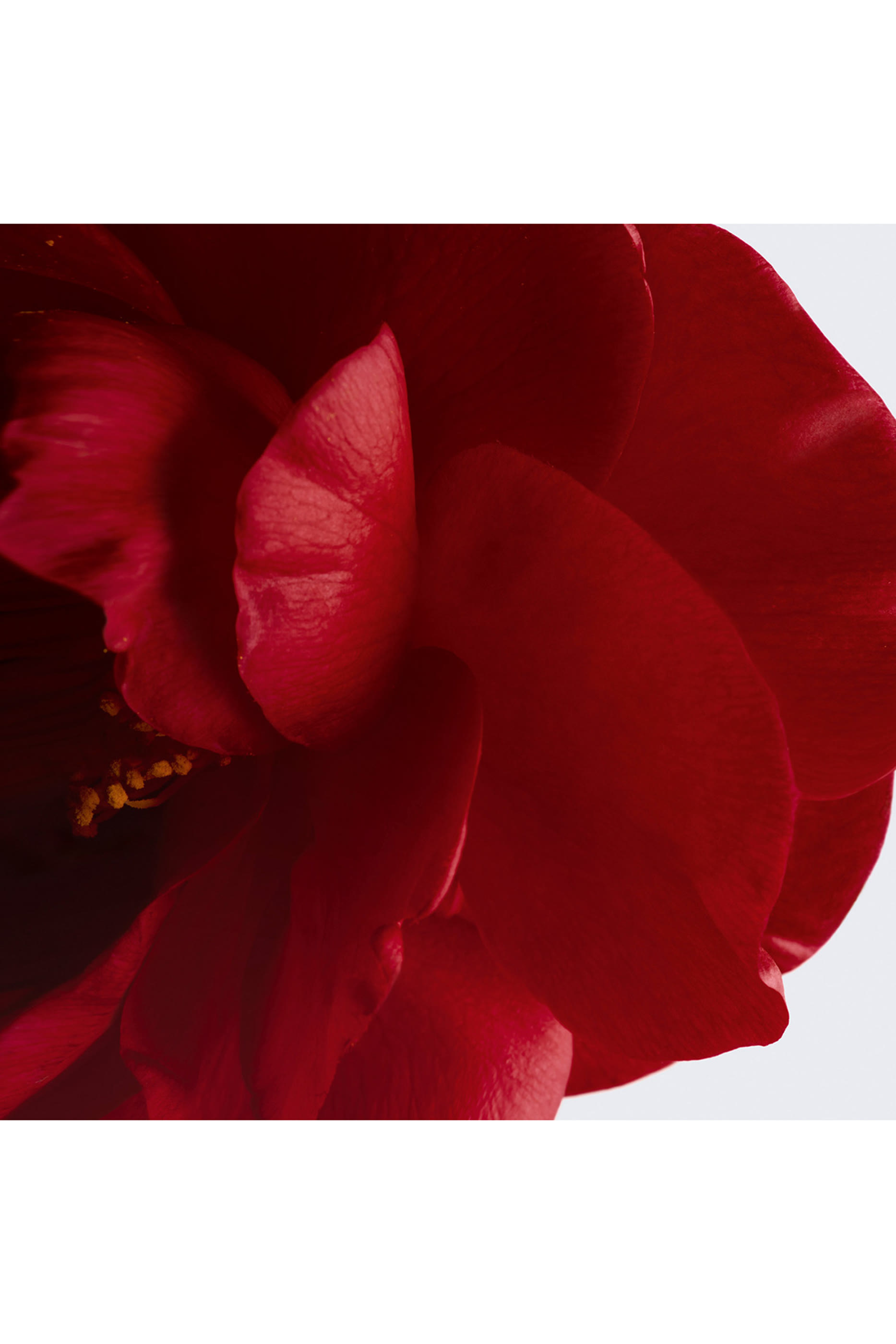 CHANEL N&deg;1 DE CHANEL FOND DE TEINT REVITALISANT يُعزز الإشراق - يُرطّب - يحمي