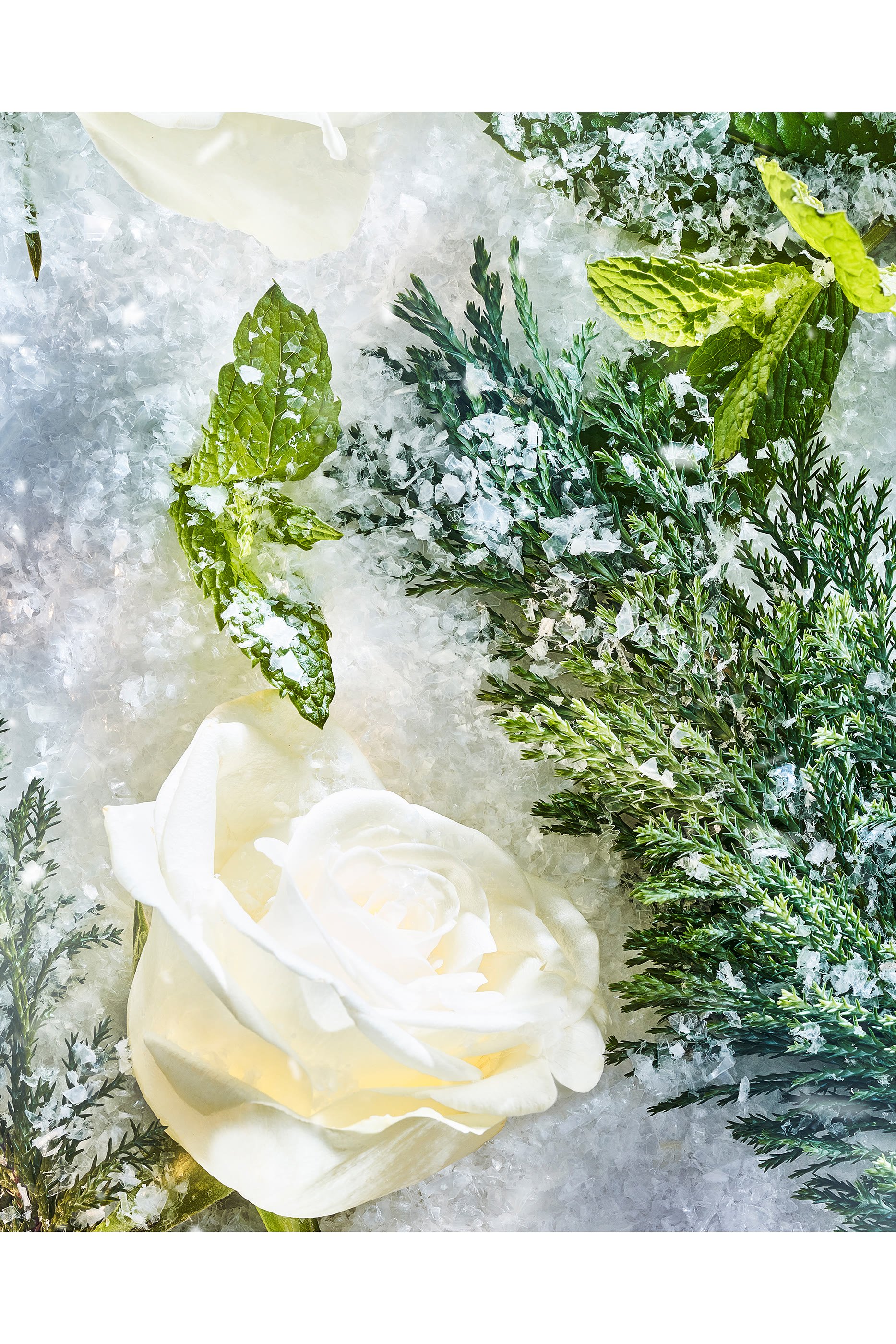 عطر إيزولا سنو