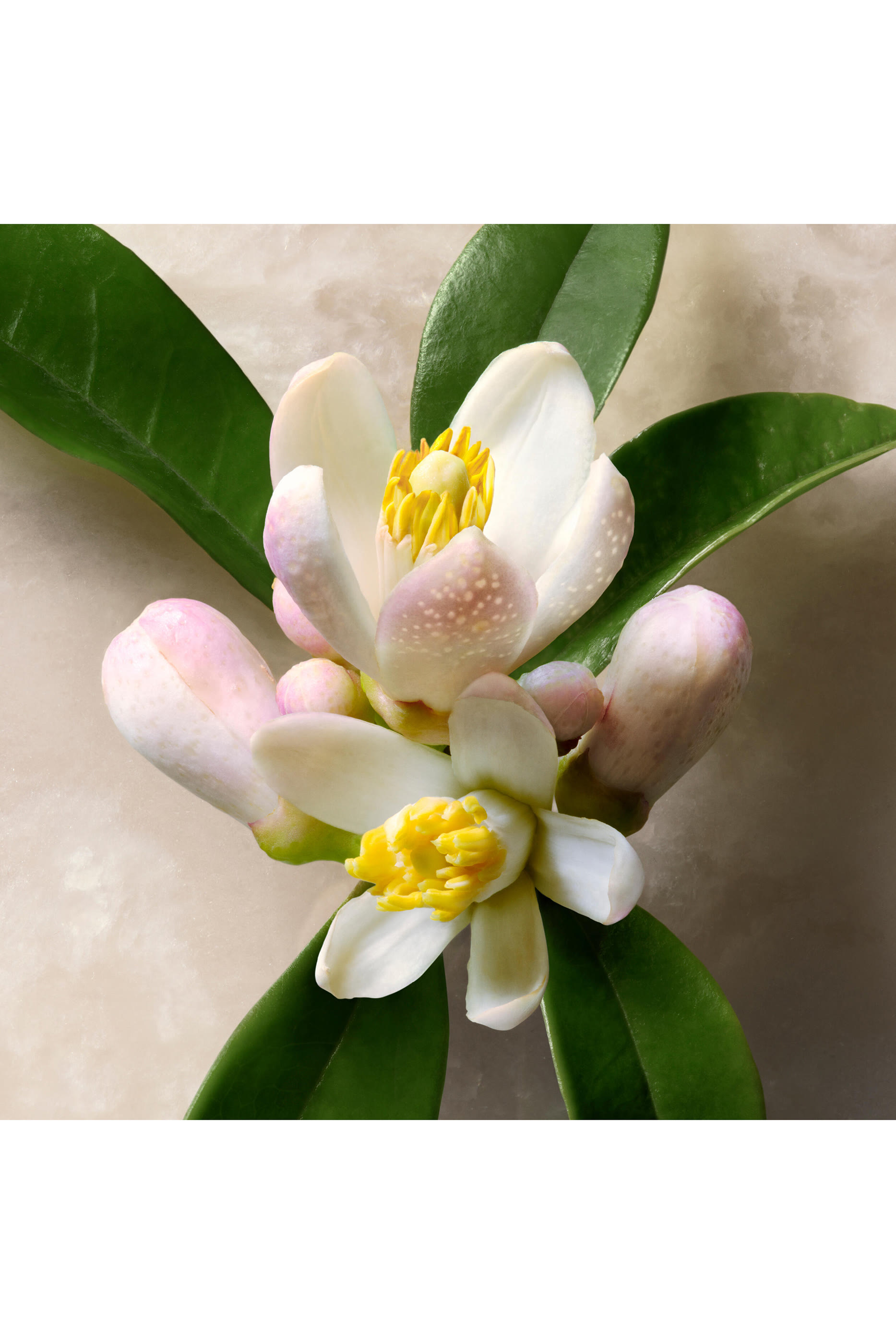 أو دو بارفان غوتشي جيلتي للرجال 