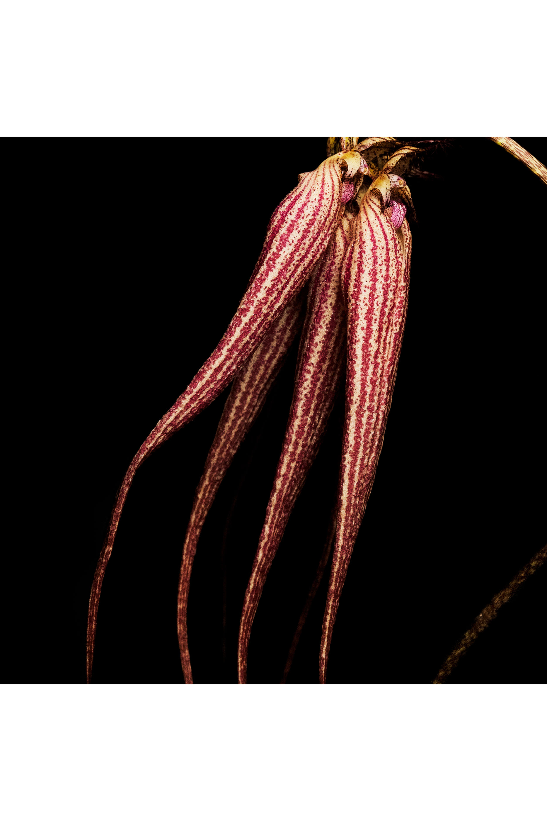 عطر بال دافريك أبسولو