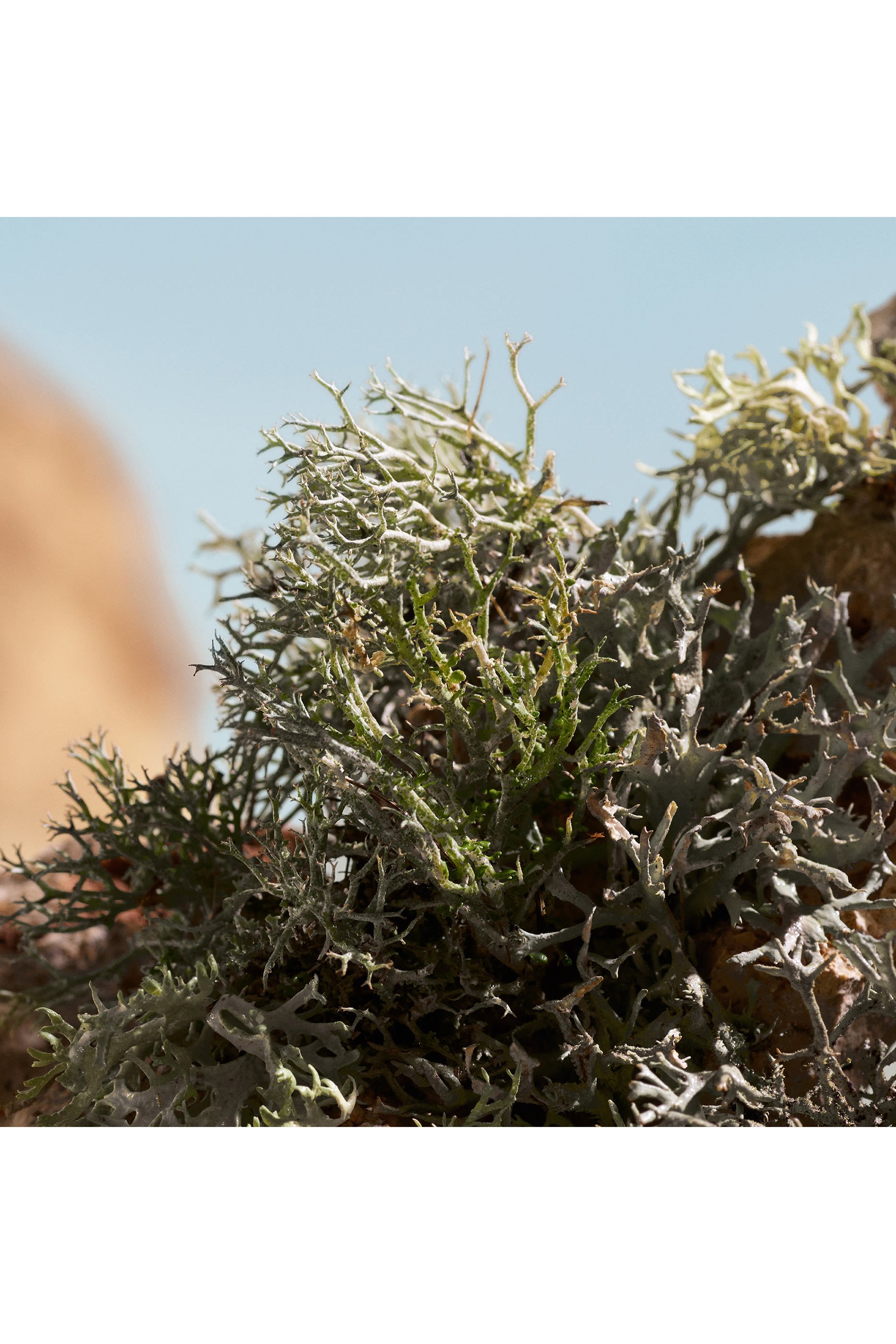 أو دو بارفان كيو إلكسير