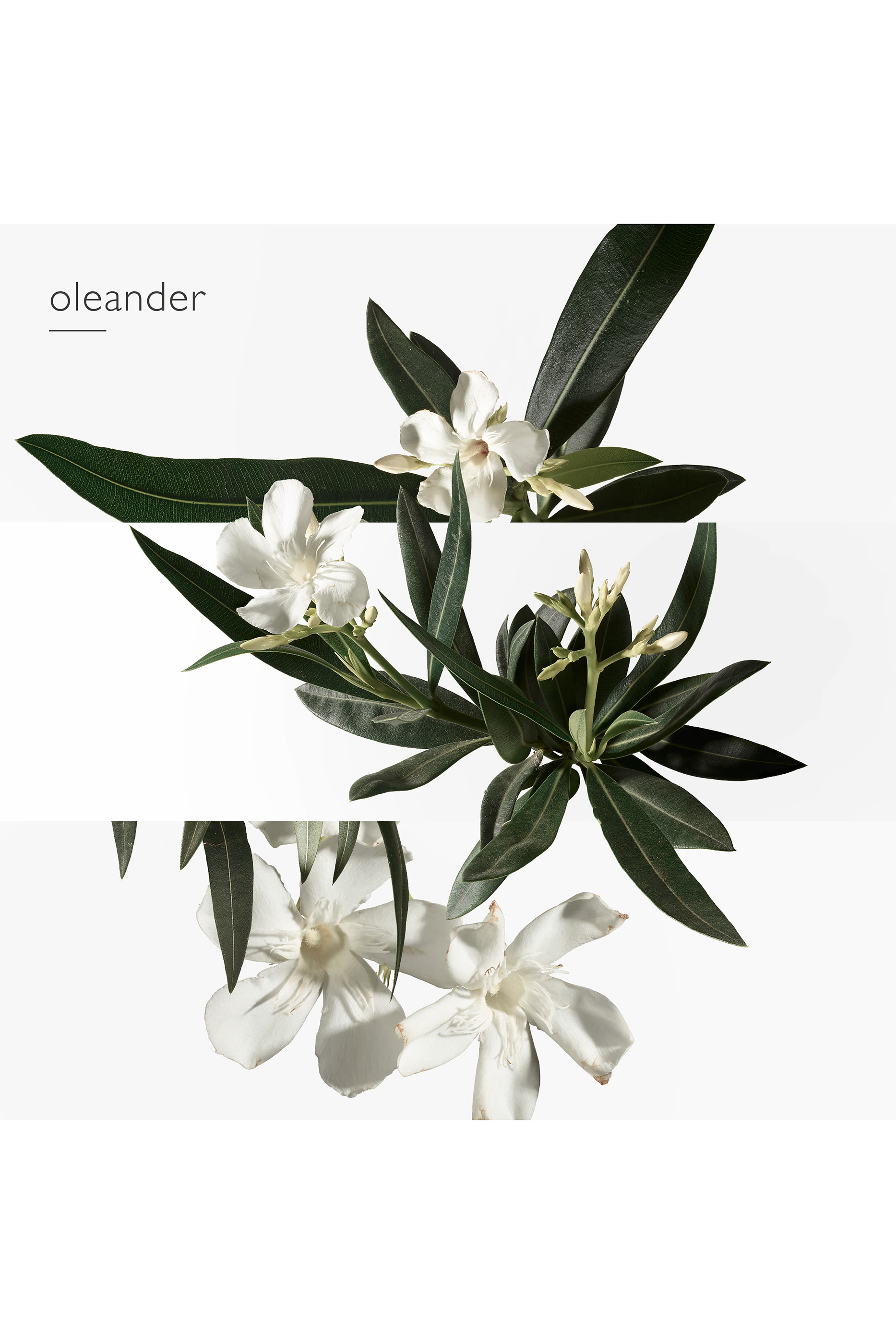 Un Jardin en M&eacute;diterran&eacute;e, ماء تواليت