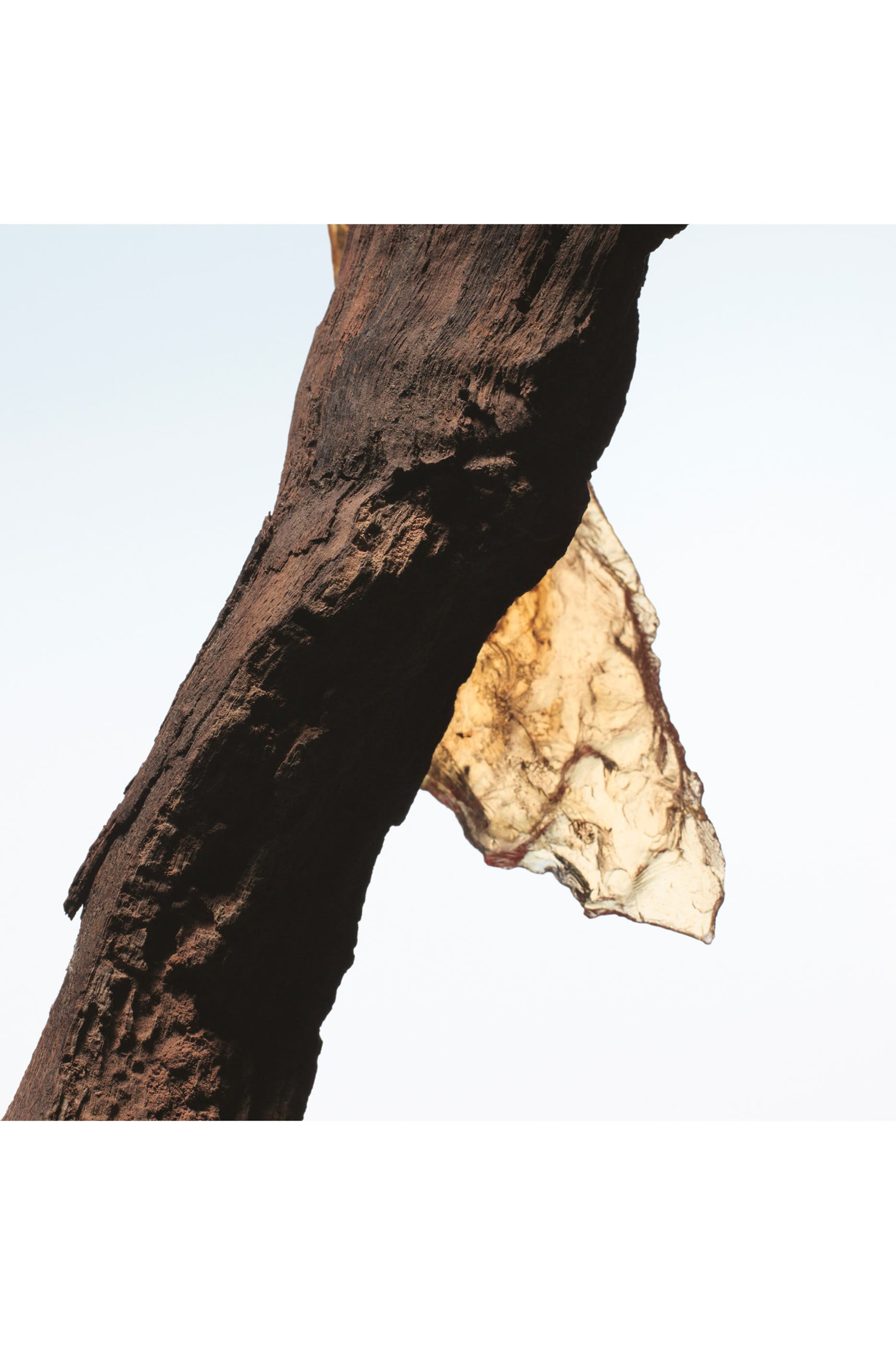 أو دو بارفان روك ذا مر