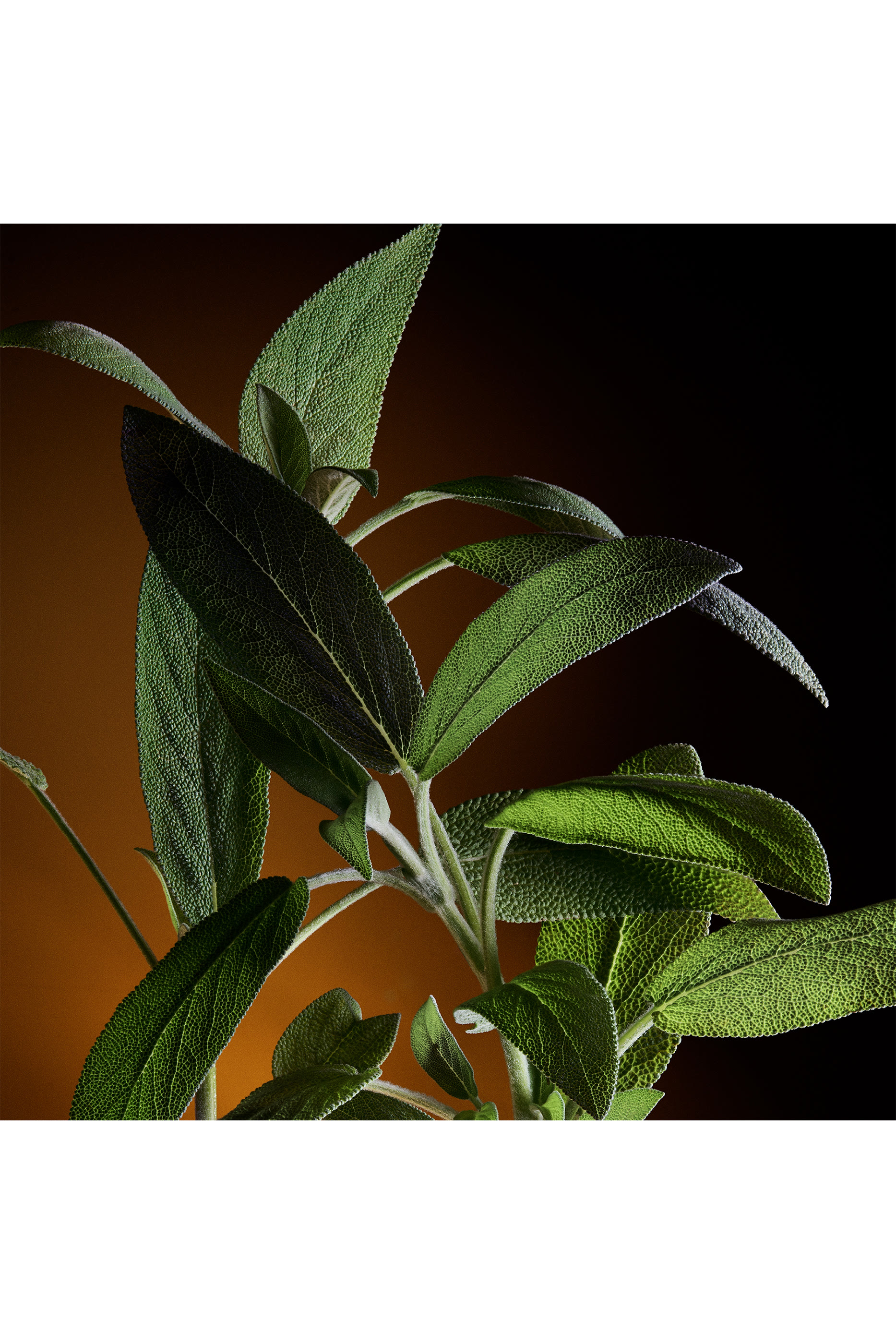 أو دو بارفان ذا وان للرجال