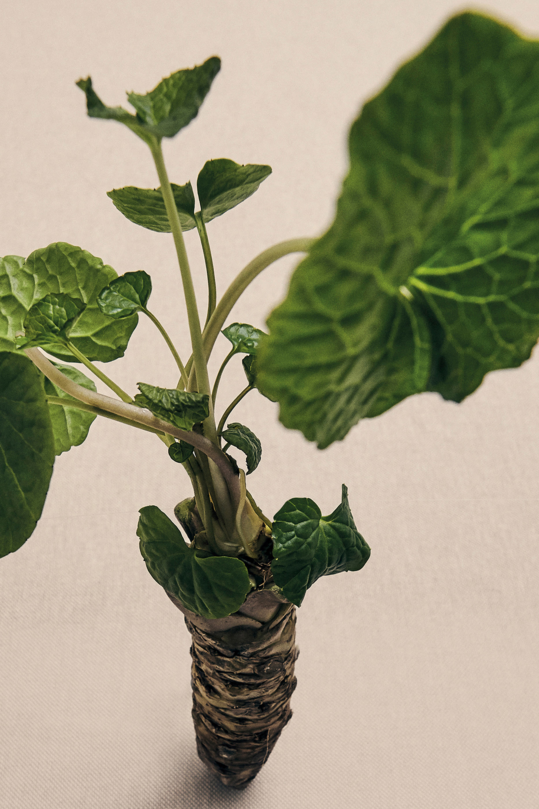 شمعة واسابي معطرة كبيرة