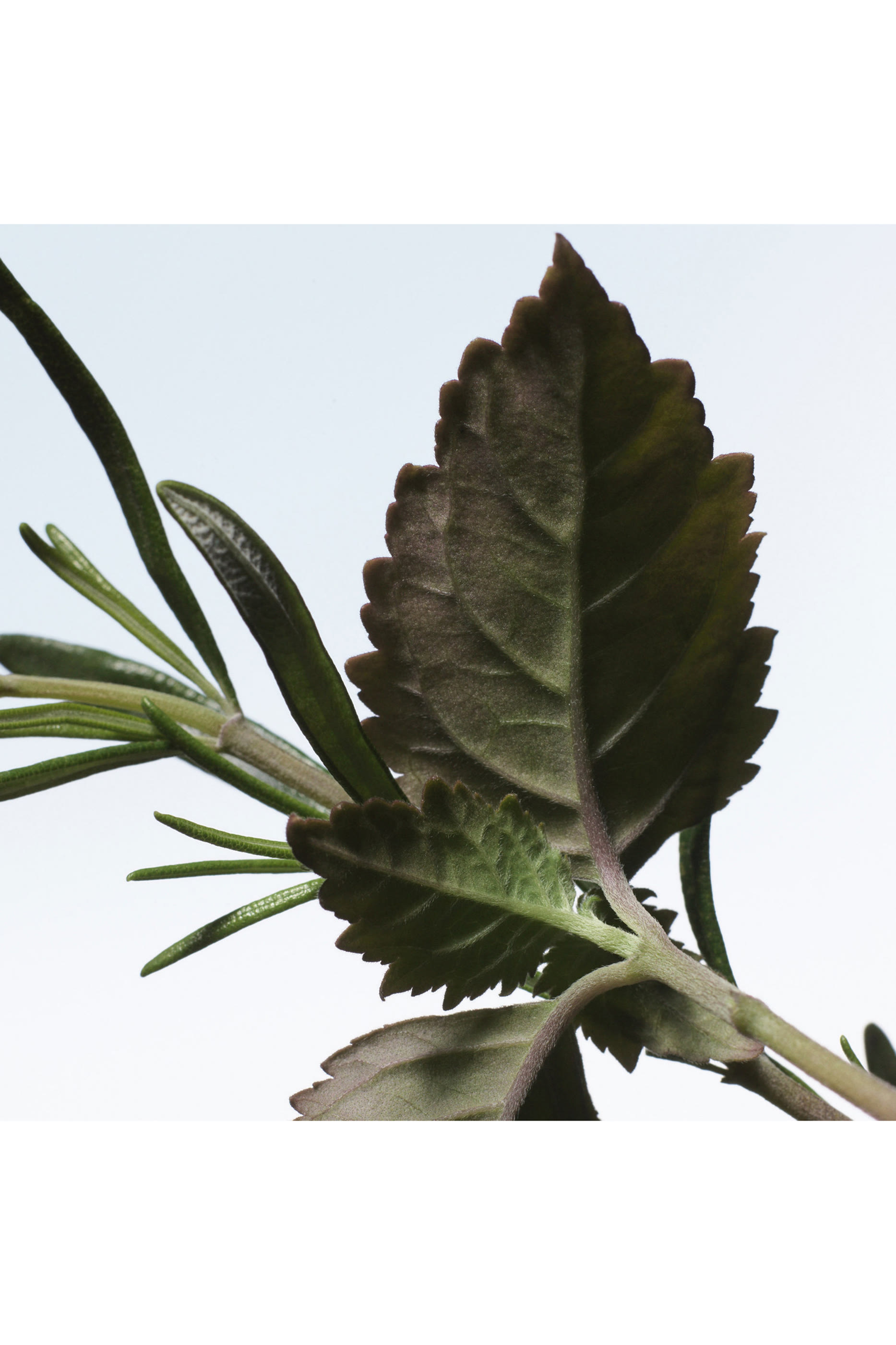 أو دو بارفان فودو شيلي