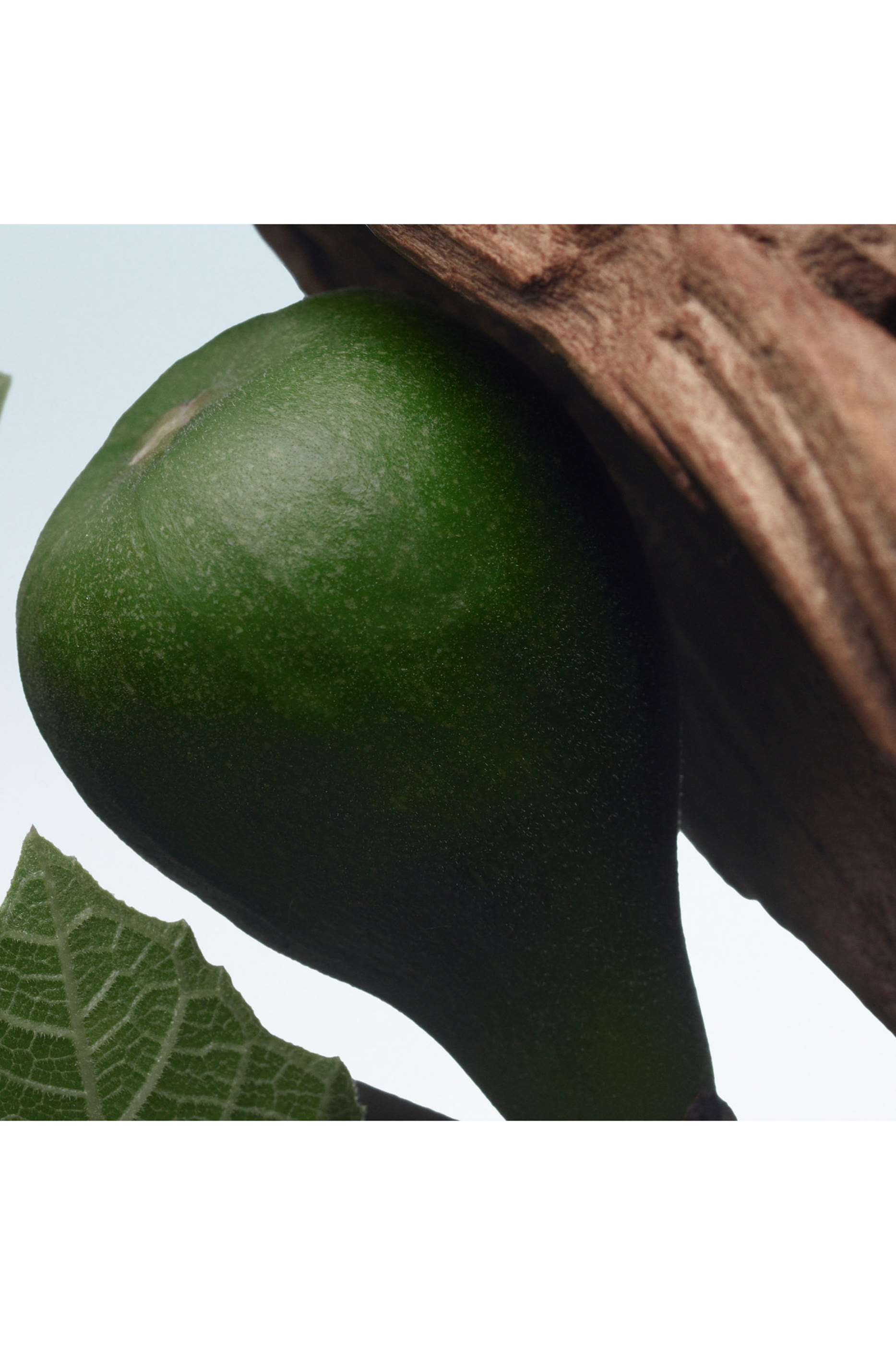 أو دو بارفان سانتال جرينري