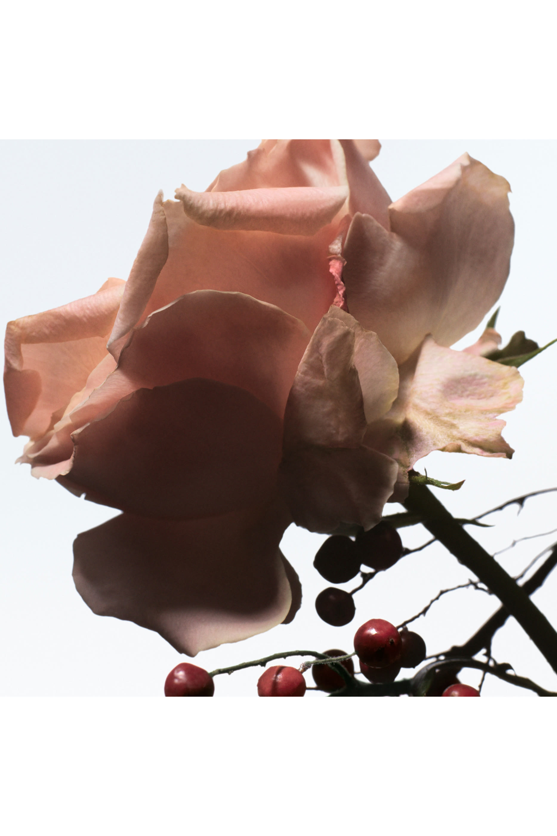 أو دو بارفان رايفينج روز