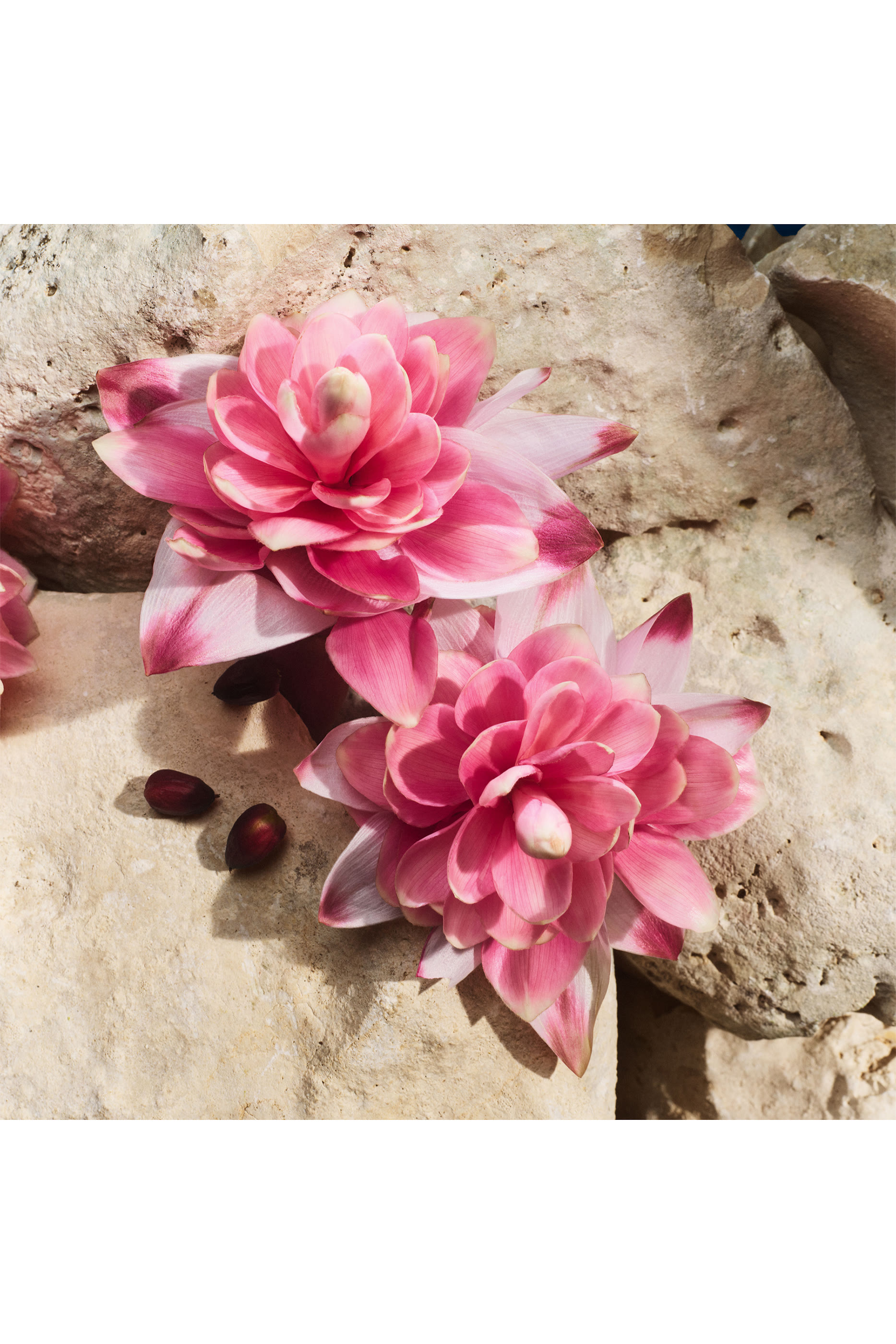 أو دو بارفان لايت بلو كابري إن لوف