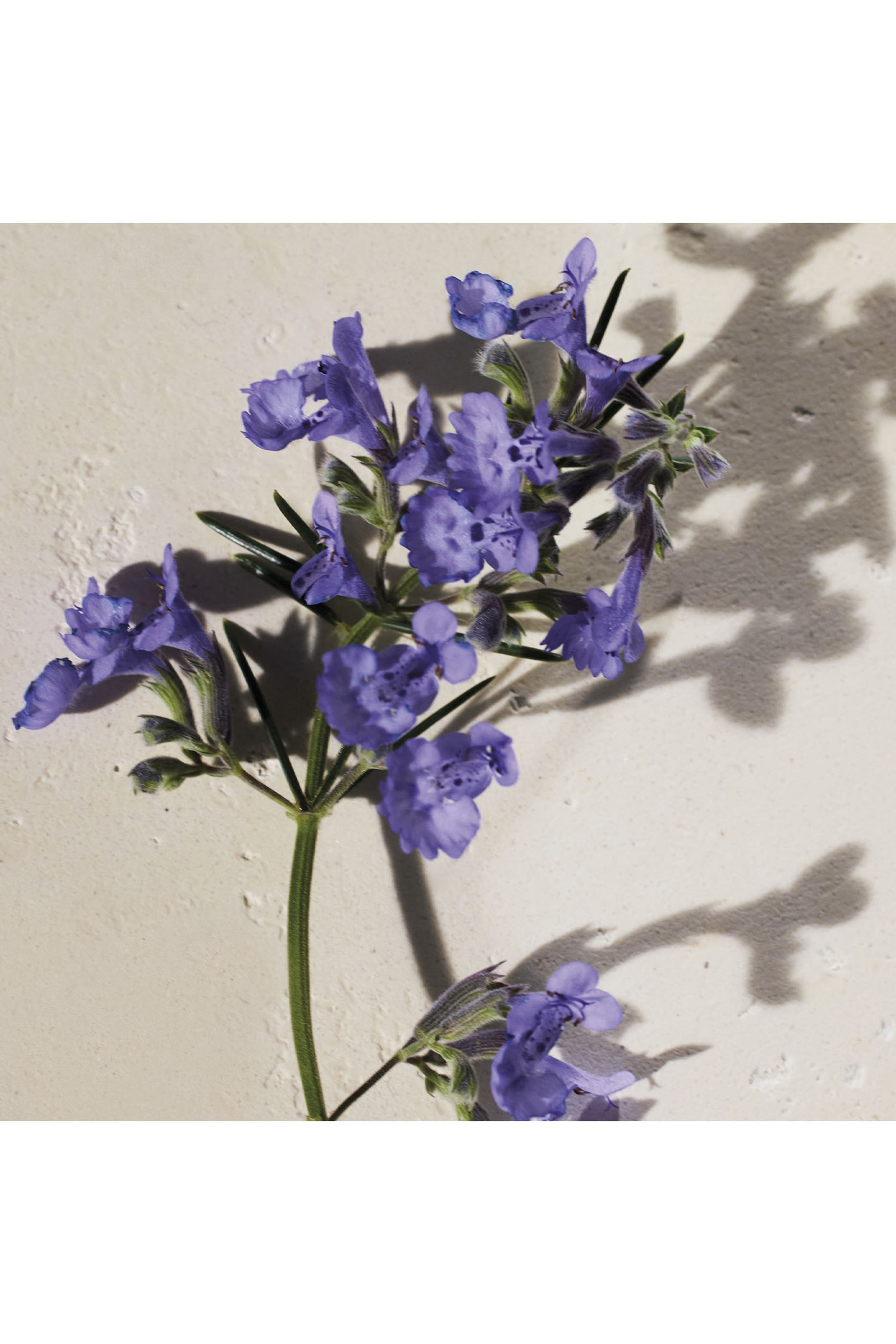 أو دو بارفان أتيليه دي فلور هيسوب