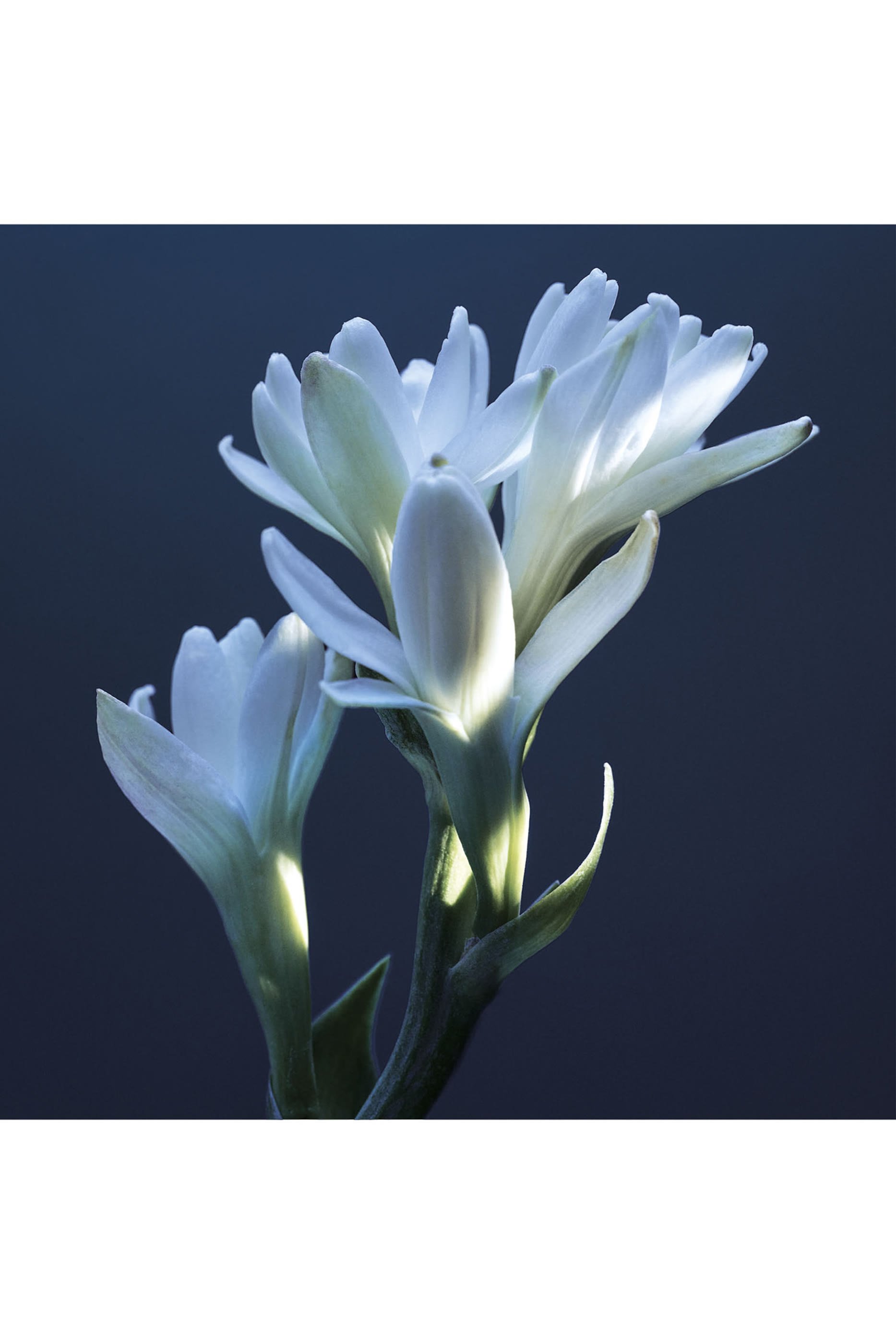 أو دو بارفان أتوليه دي فلور توبيريوز لازولي