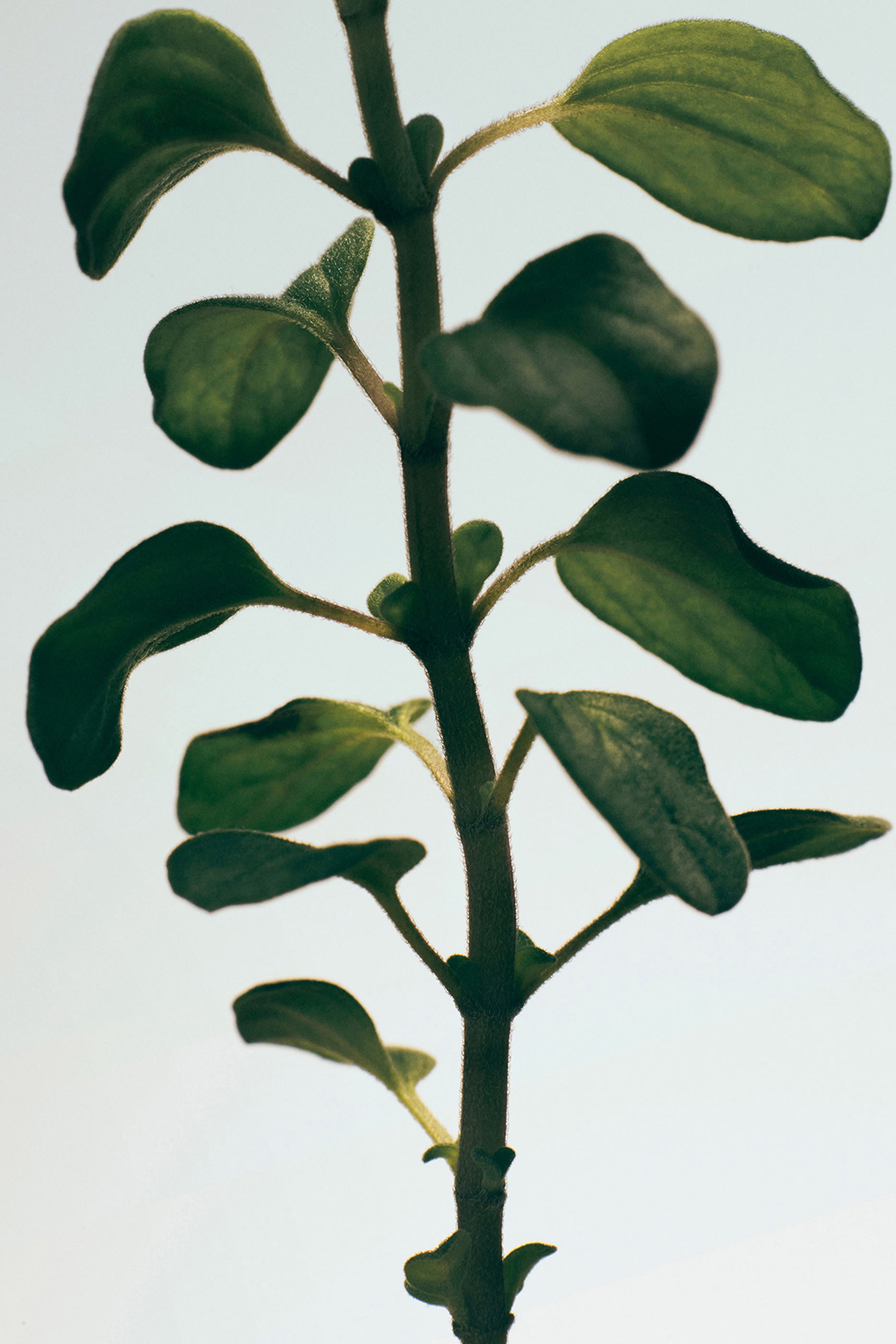 لوشن للجسم برائحة الأوريجانو