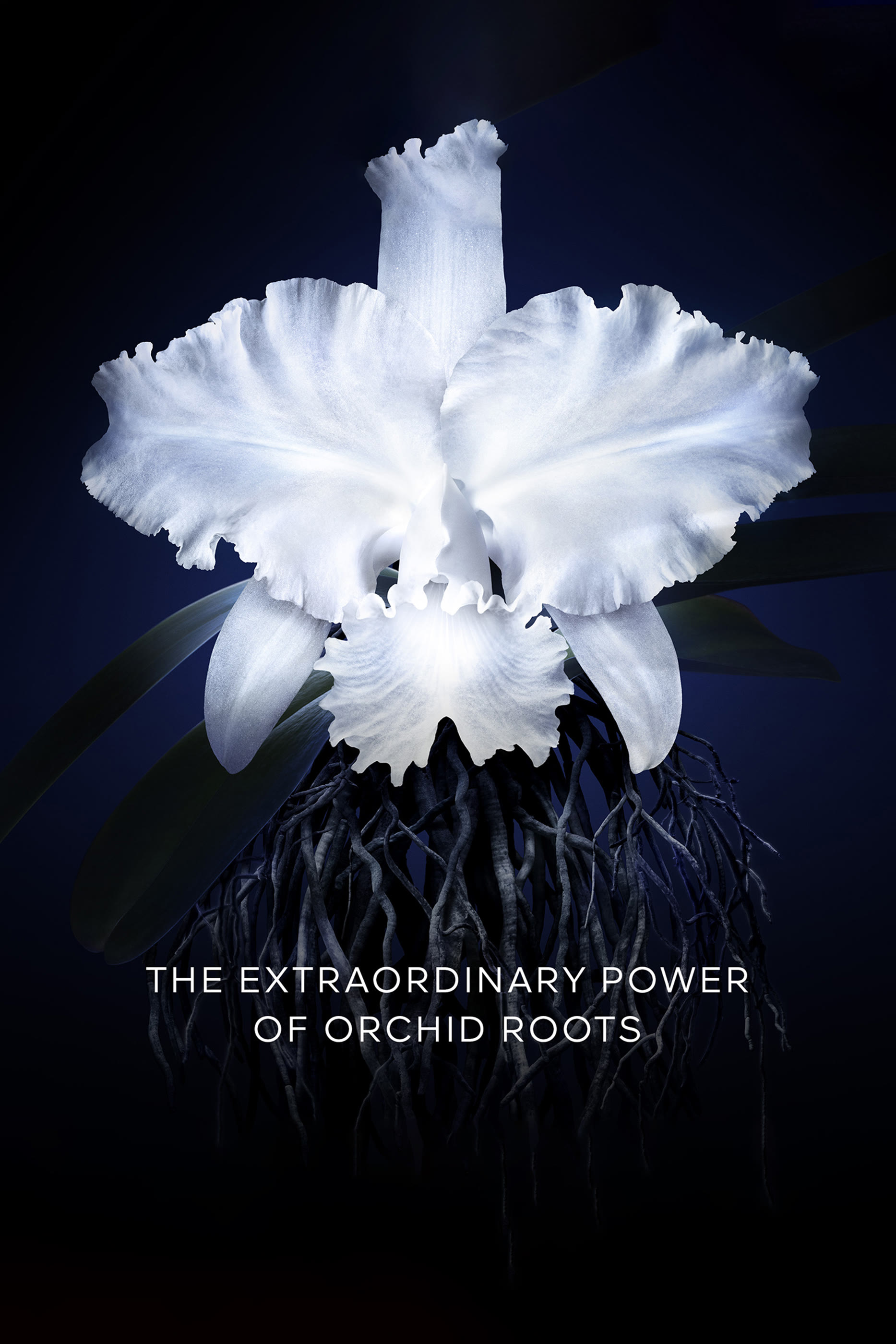 كريم أوركيد إمبيريال