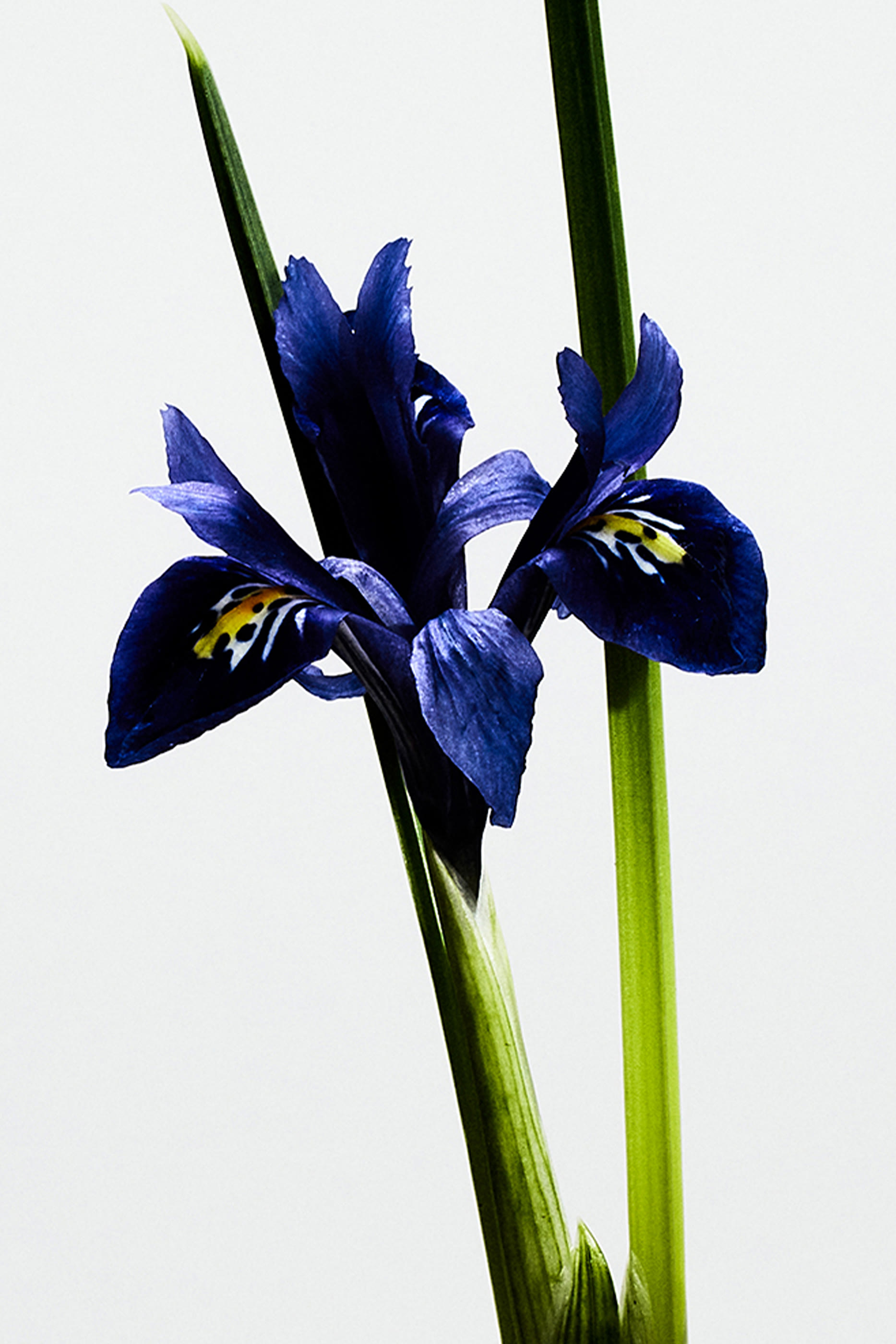 أو دو بارفان أون باسيو بور مدريد لا بيلا سيبيليس