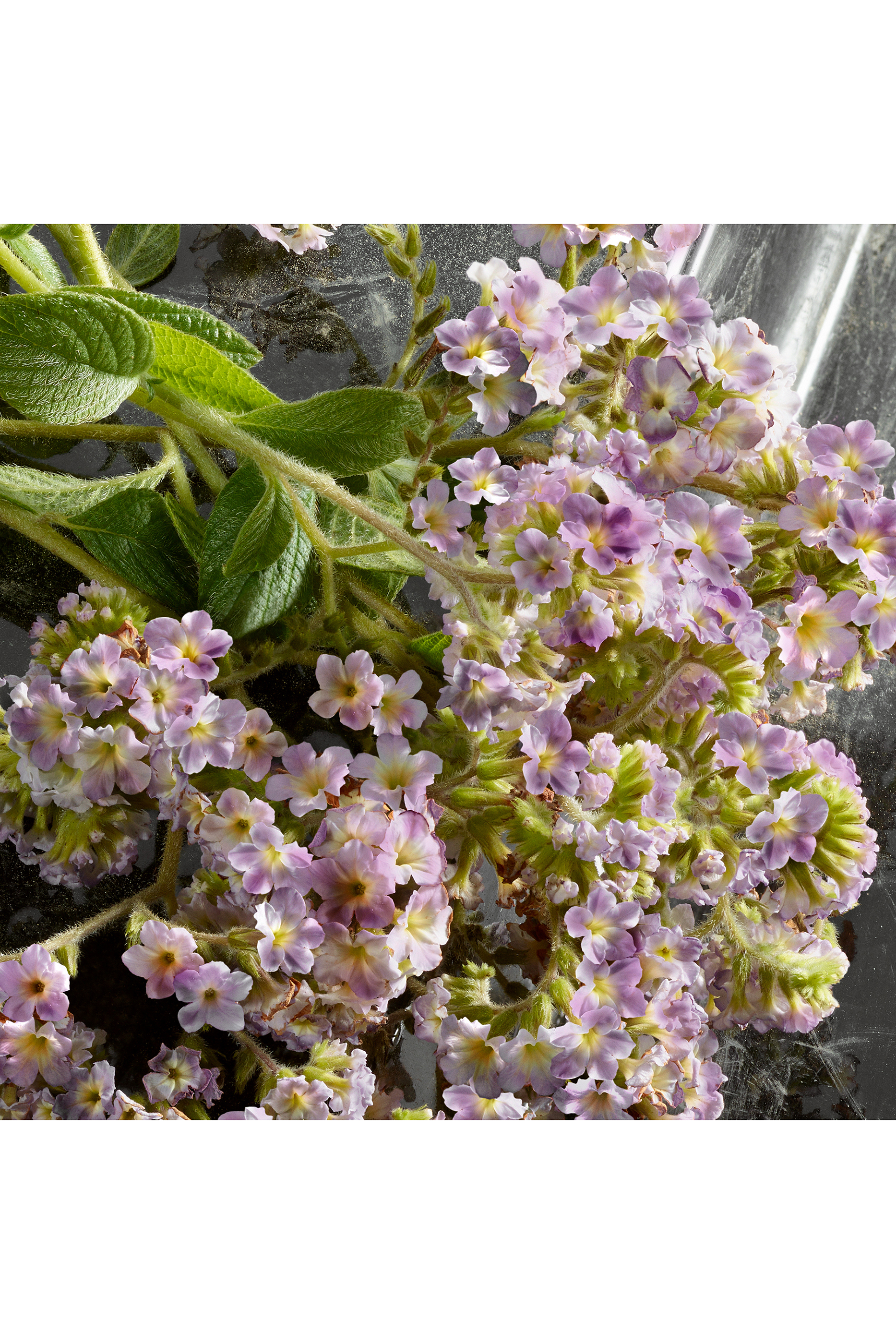 أو دو بارفان مركز كيو