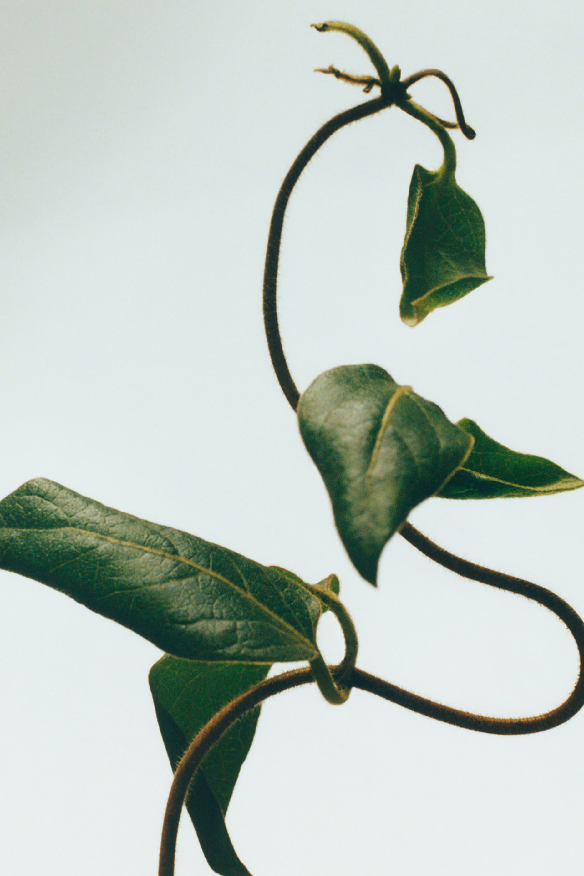 بخاخ معطر للغرف يلاو هاني ساكل