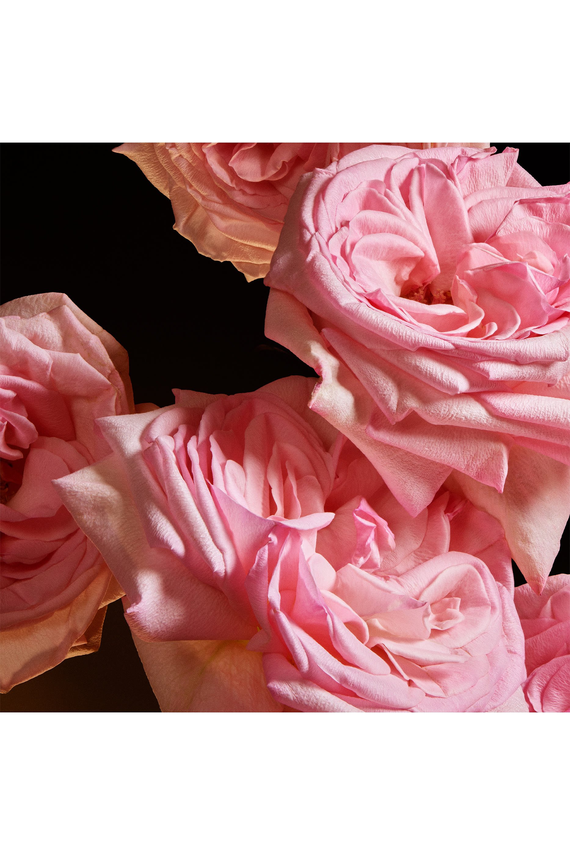 أو دو بارفان ذا وان