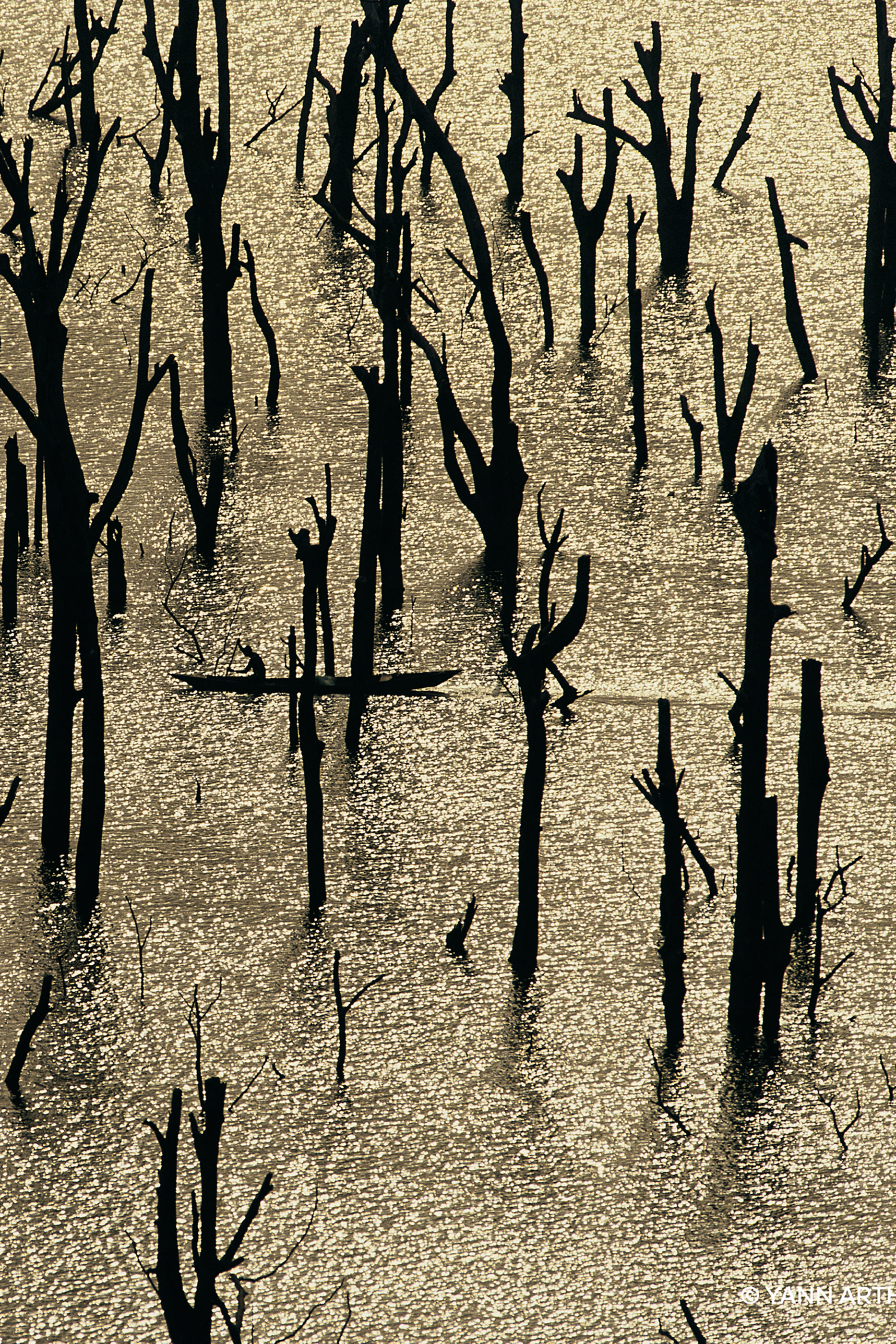 أو دو بارفان روزا روسا فورت