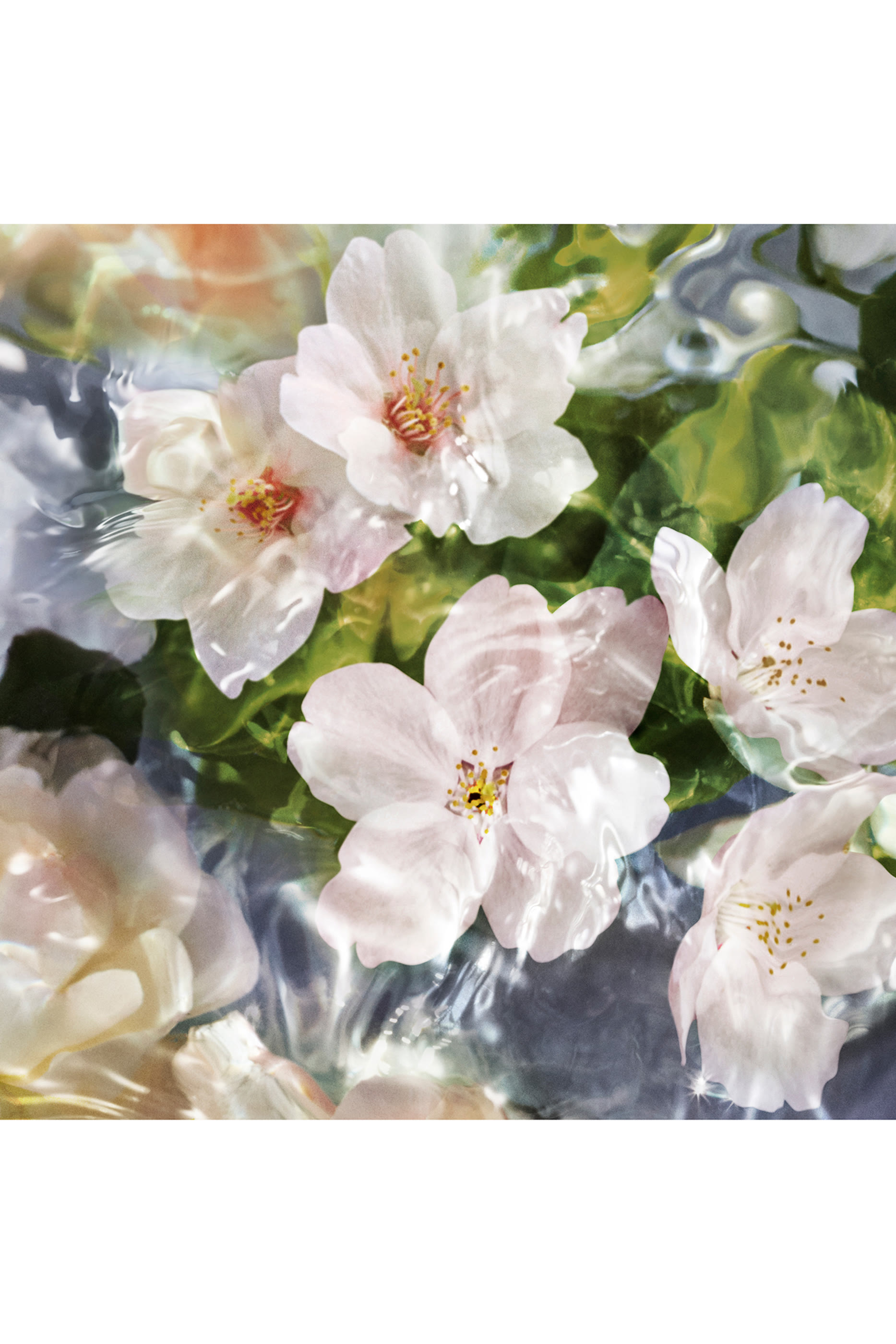 أو دو تواليت فلورا تشيريسيا