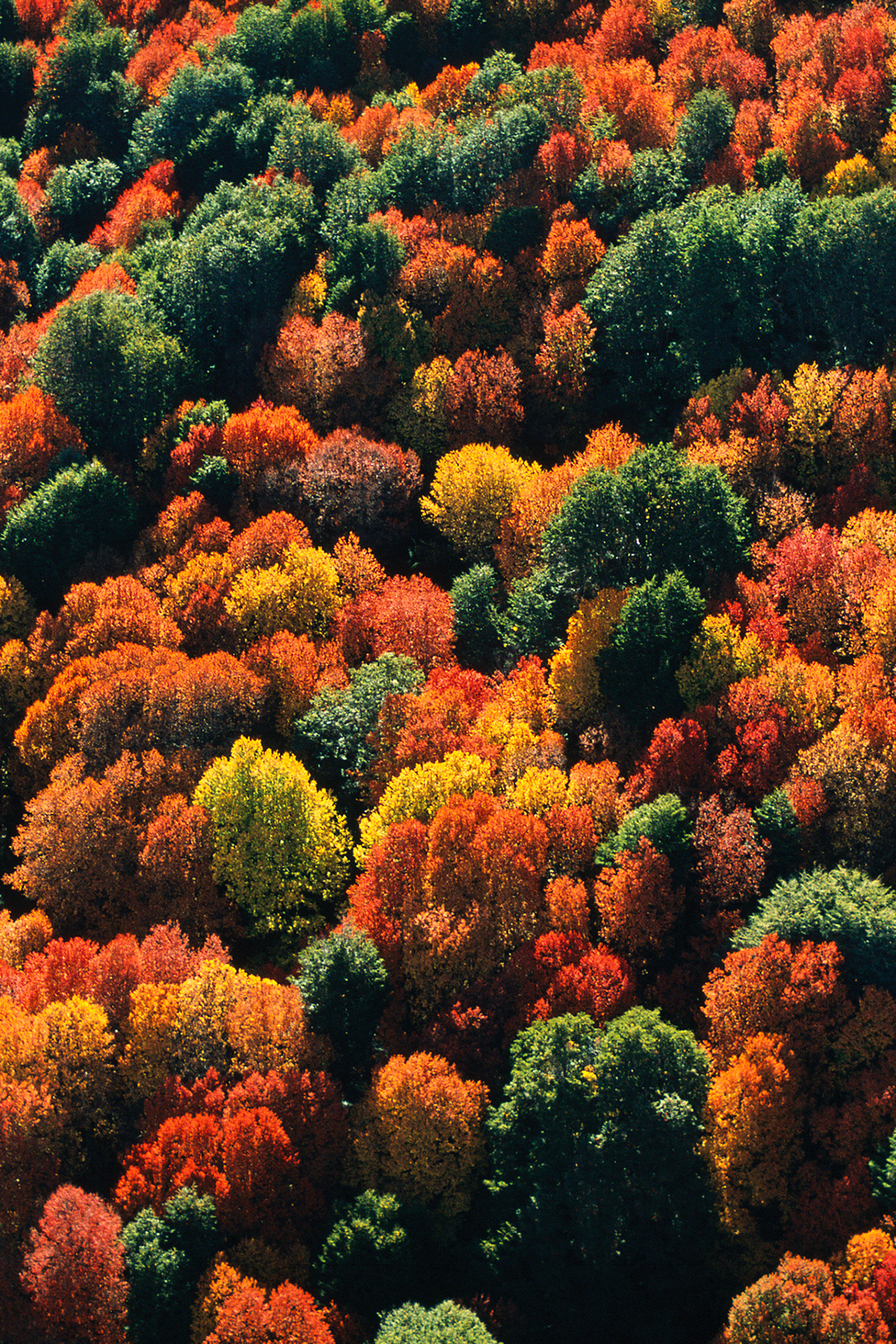 أو دو بارفان اكوا أليجوريا فورت عود يوزو