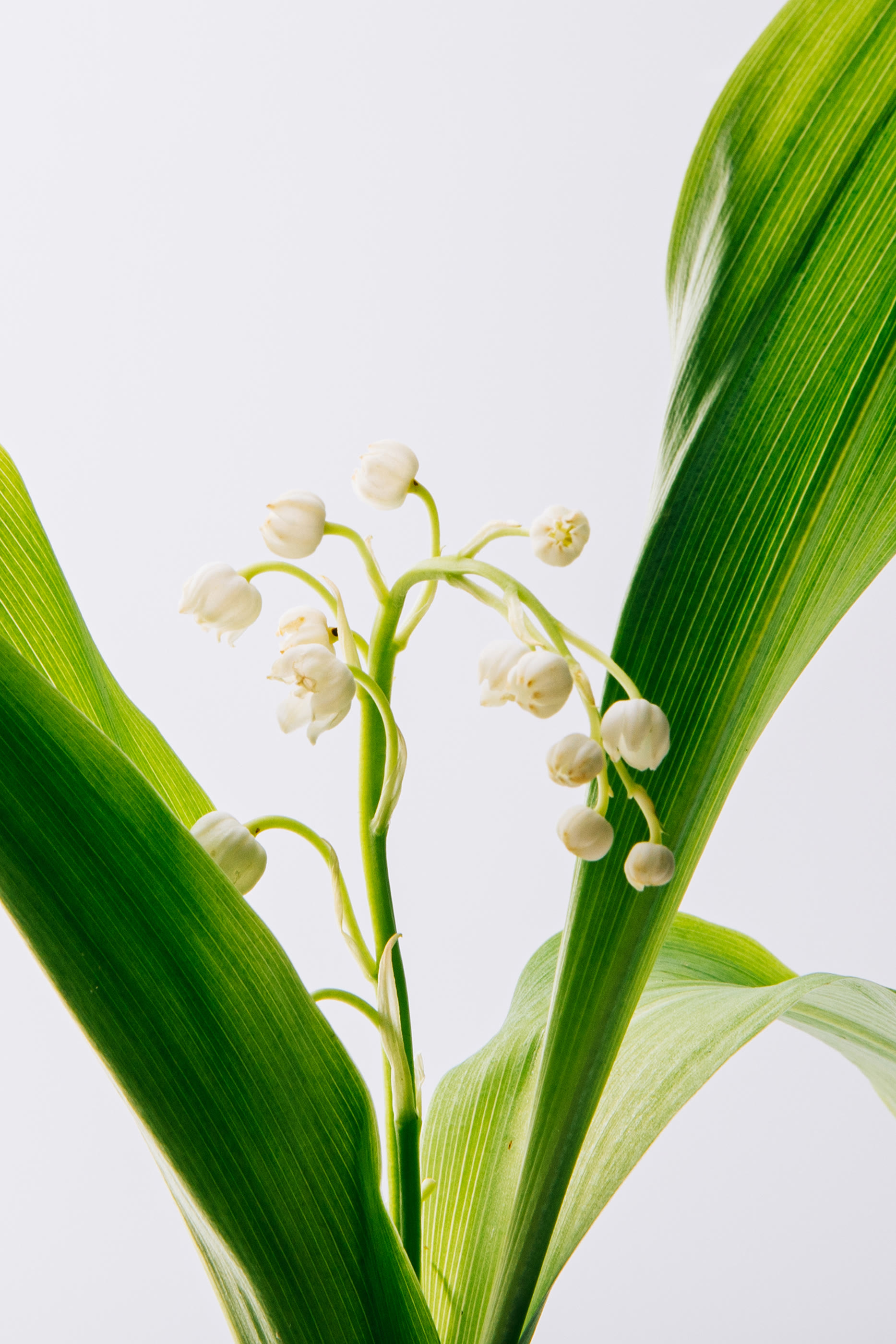 أو دو بارفان أون باسيو بور مدريد أوبرا تياترو ريال