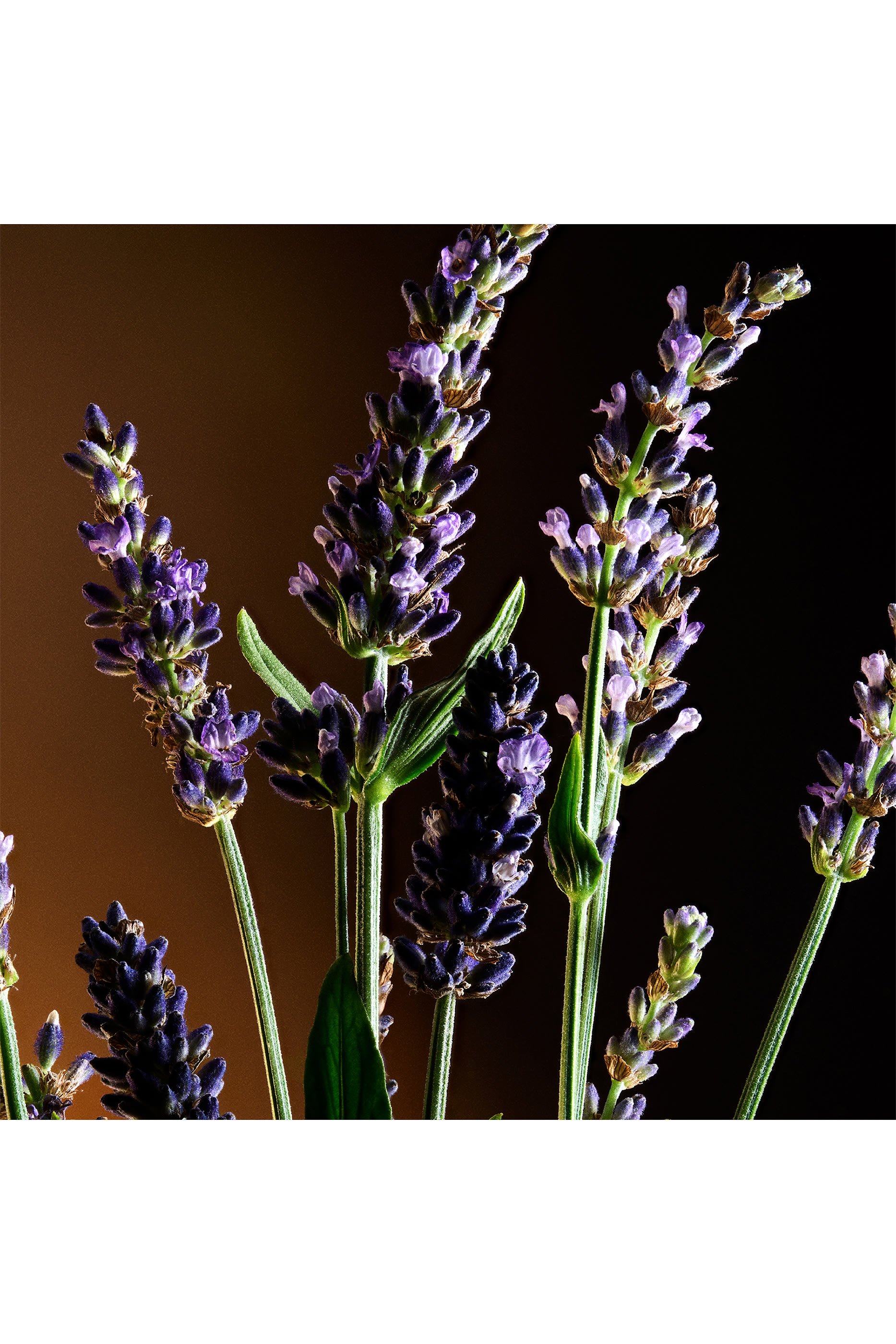 أو دو تواليت ذا وان للرجال