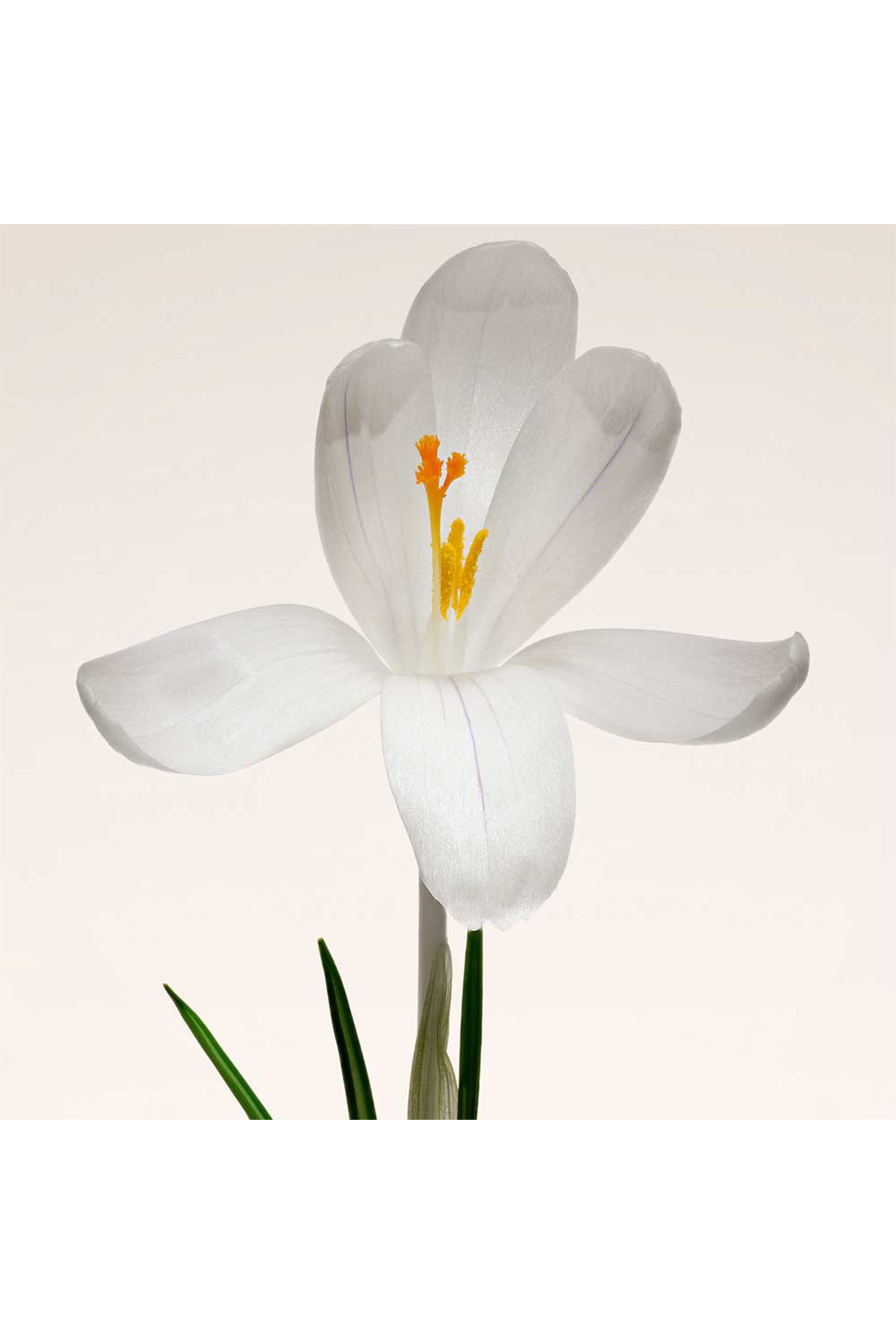 أو و بارفان بريفيه عود ناكري