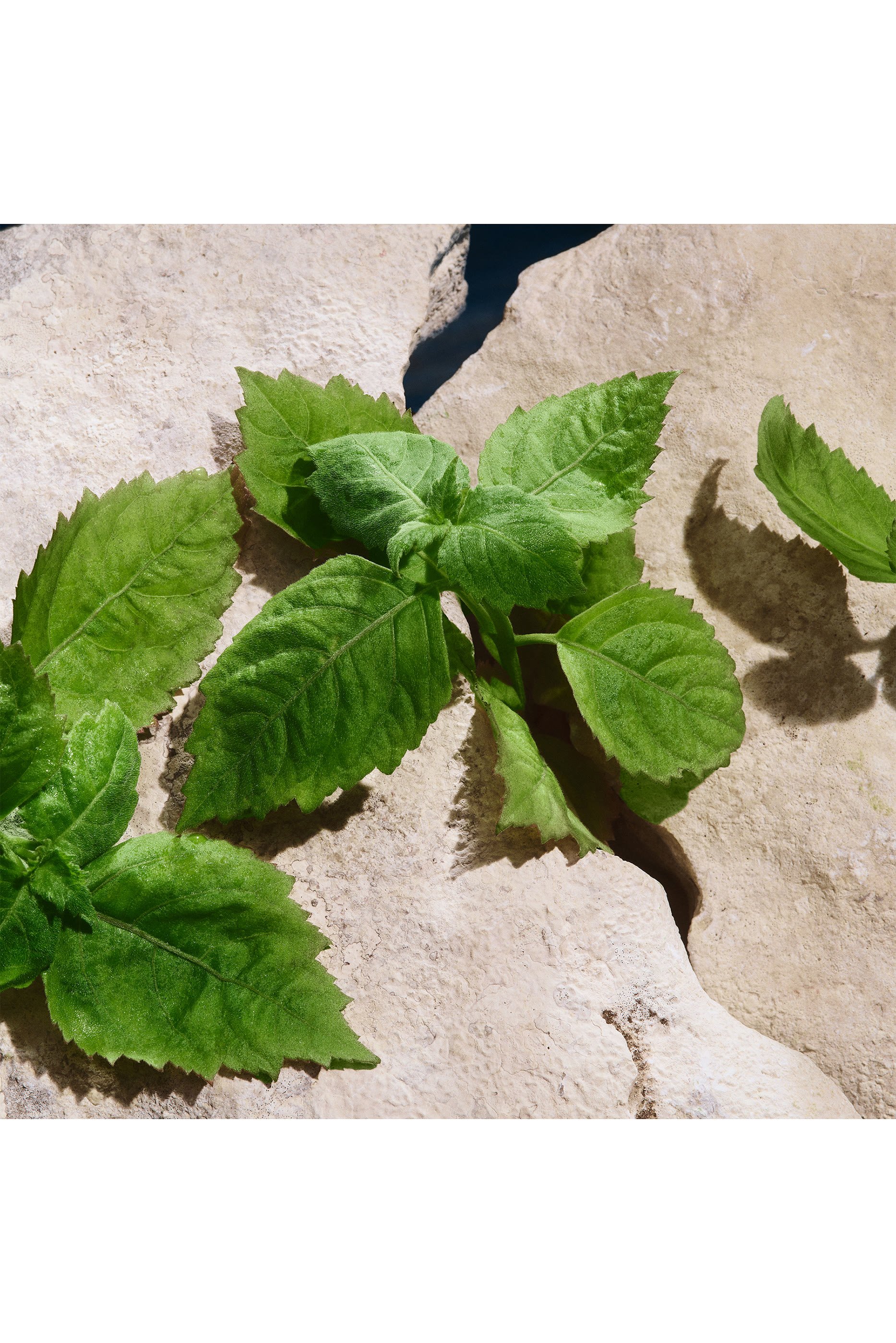 أو دو بارفان لايت بلو كابري إن لوف للرجال