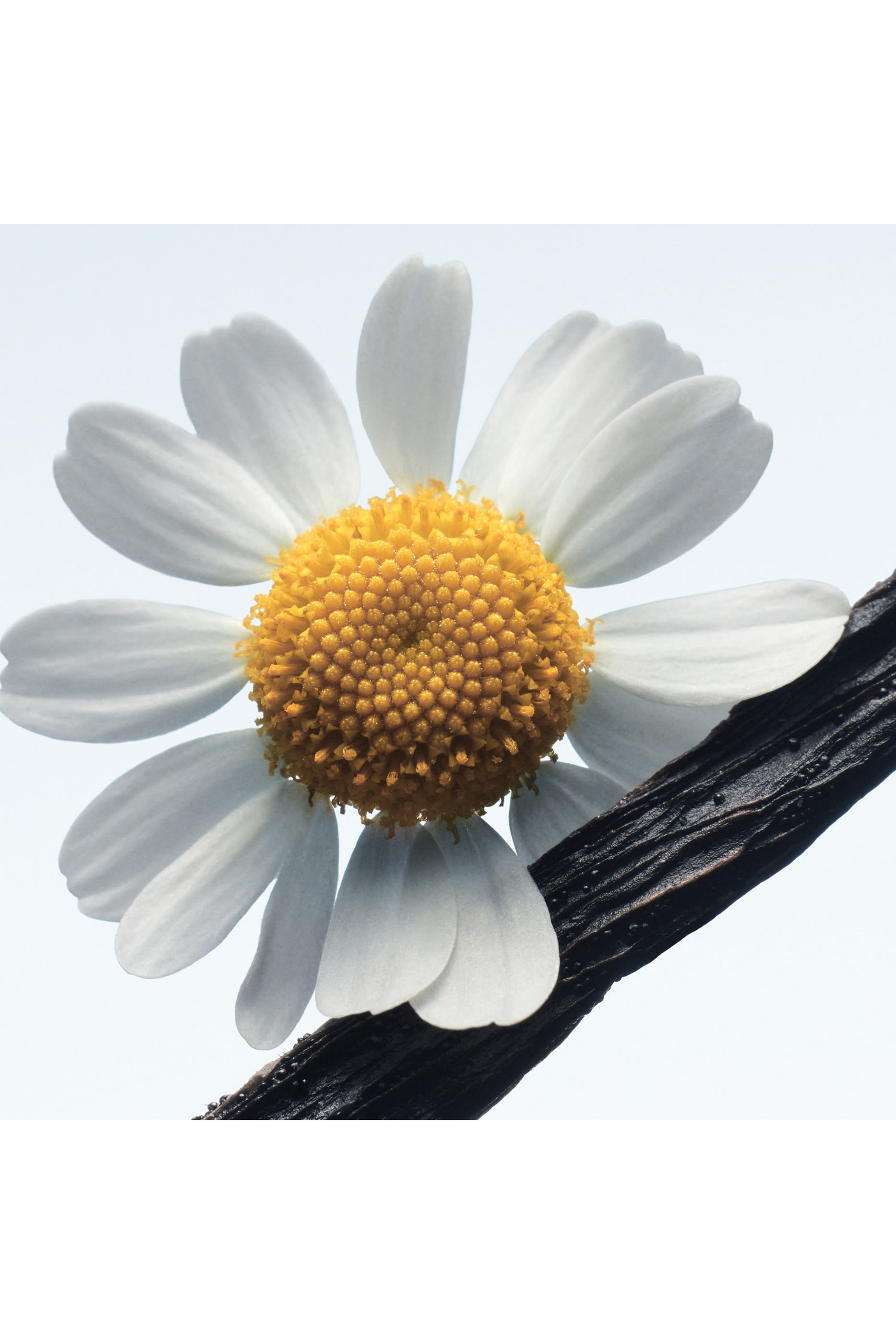 أو دو بارفان كاموميل ساتان