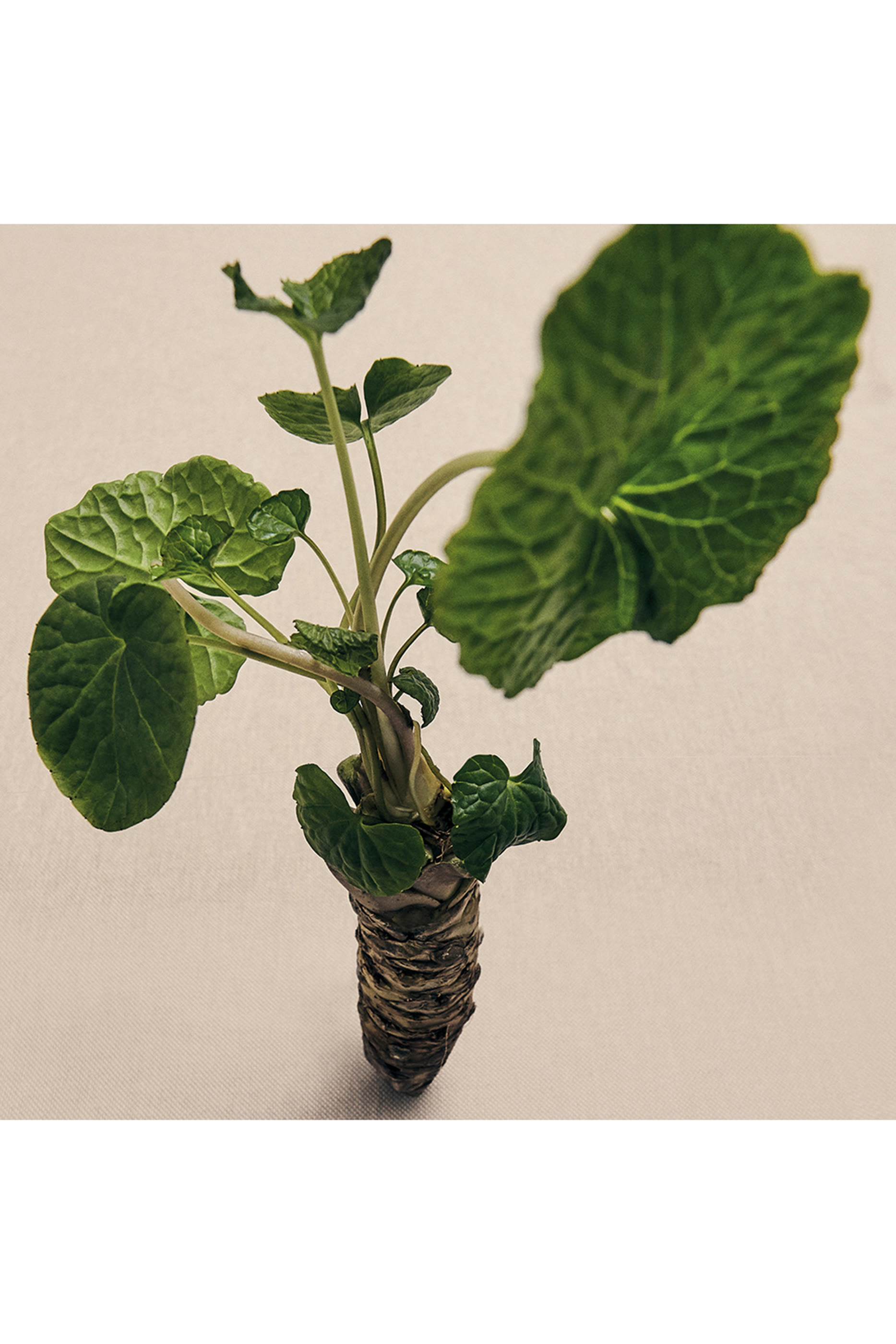 شمعة واسابي معطرة كبيرة