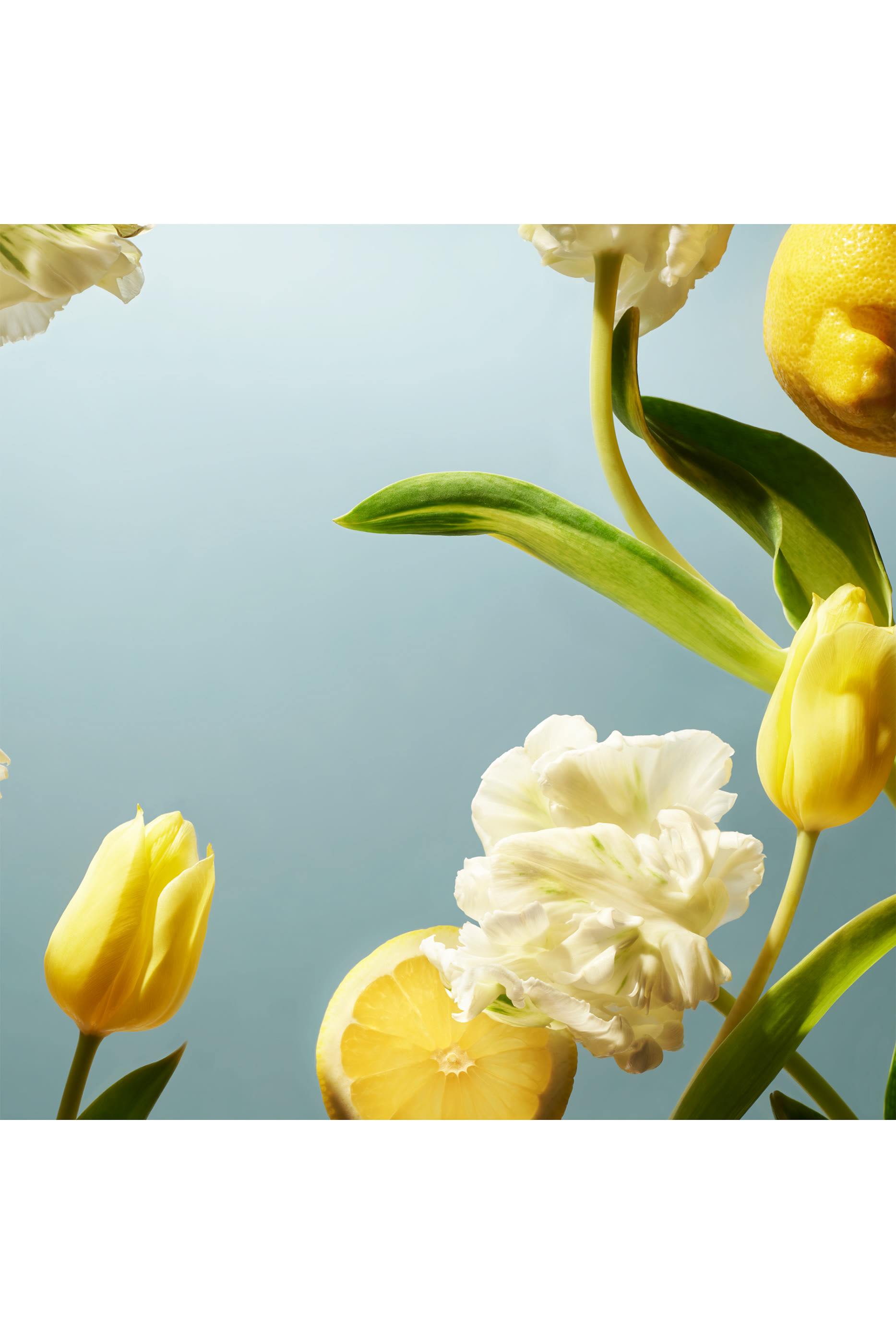 مجموعة هدية أمستردام كولكشن