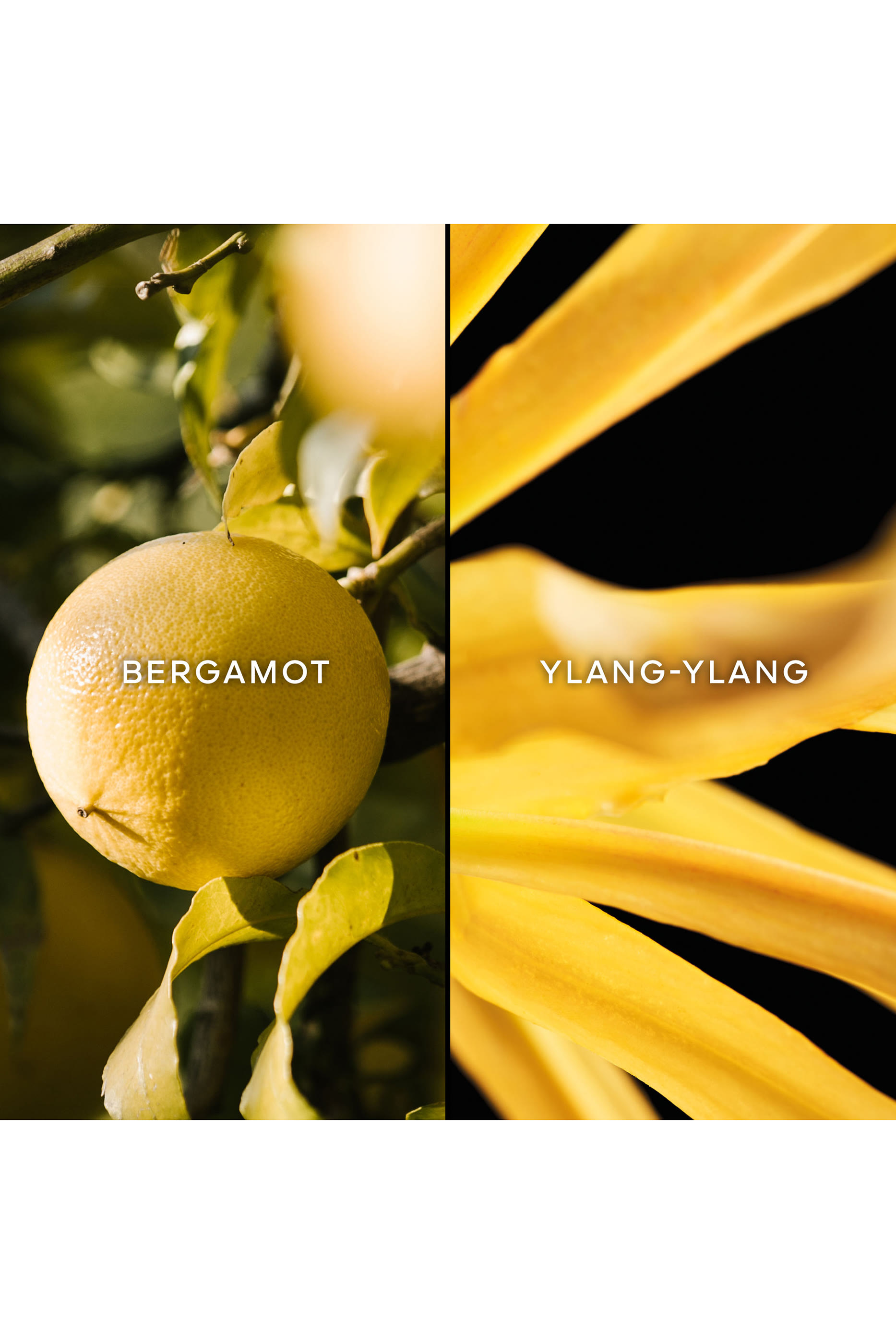 أو دو بارفان تيراكوتا