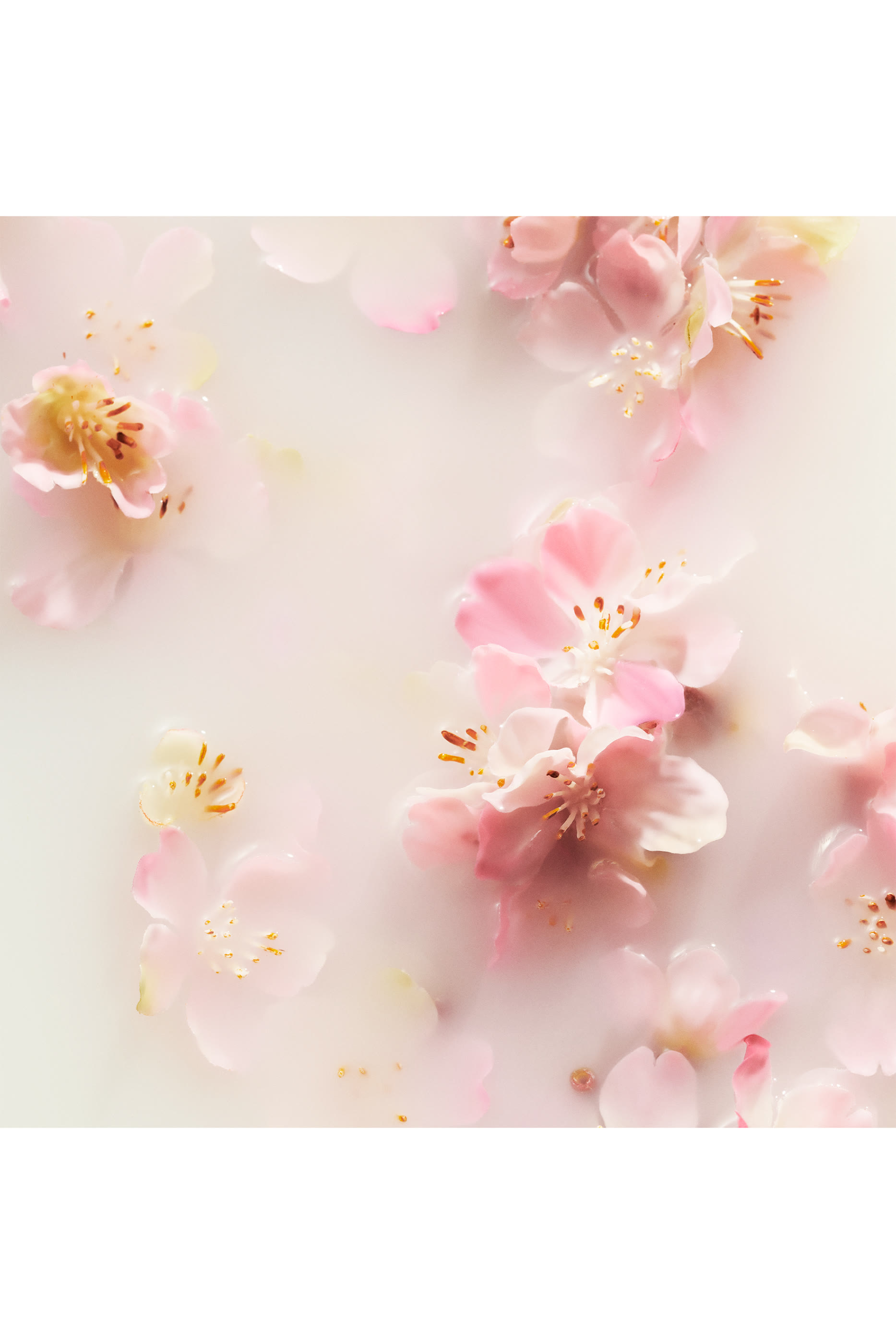 Life is a Journey, Sakura Car Perfume