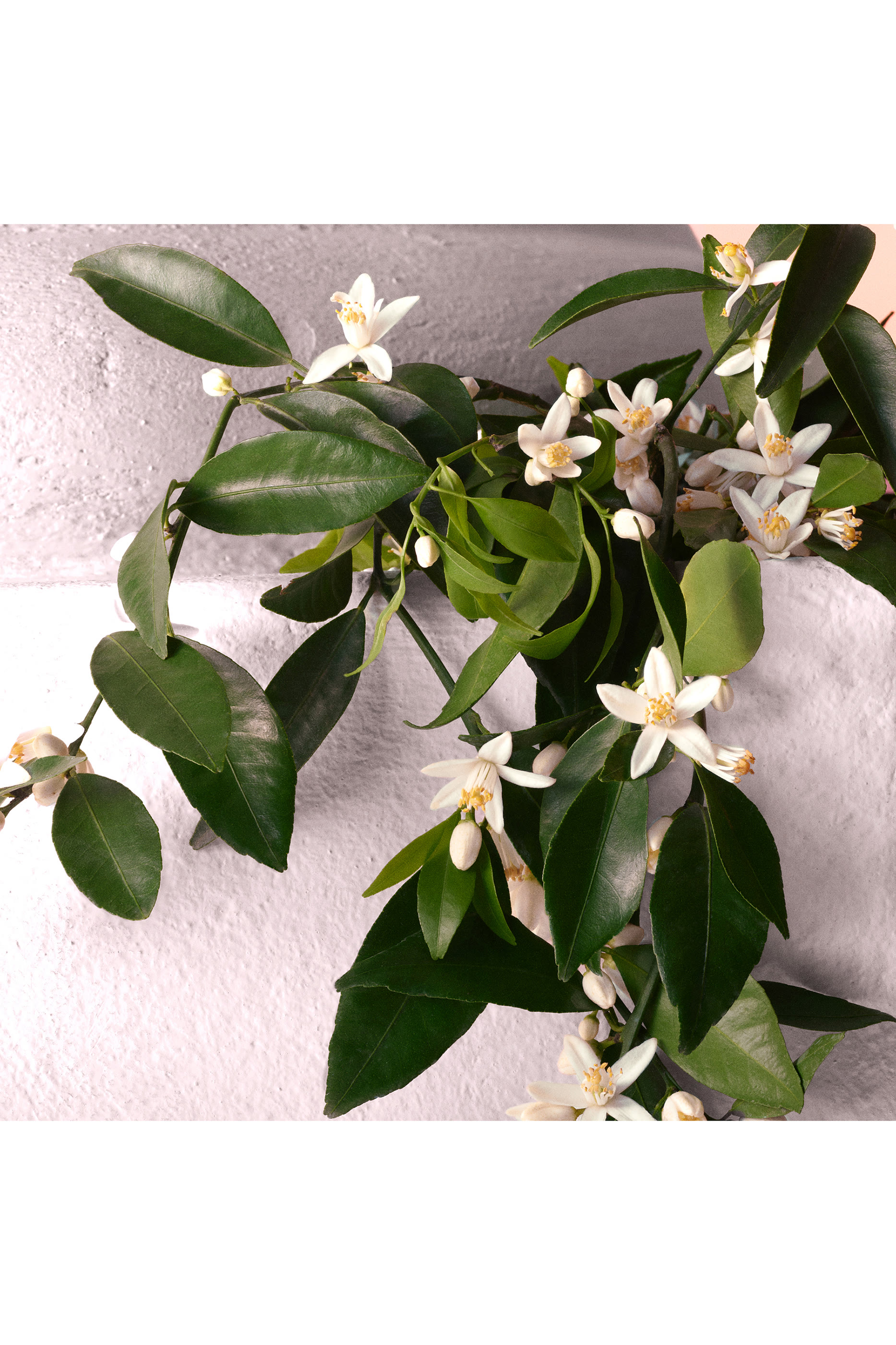 أو دو بارفان ديفوشن مركز