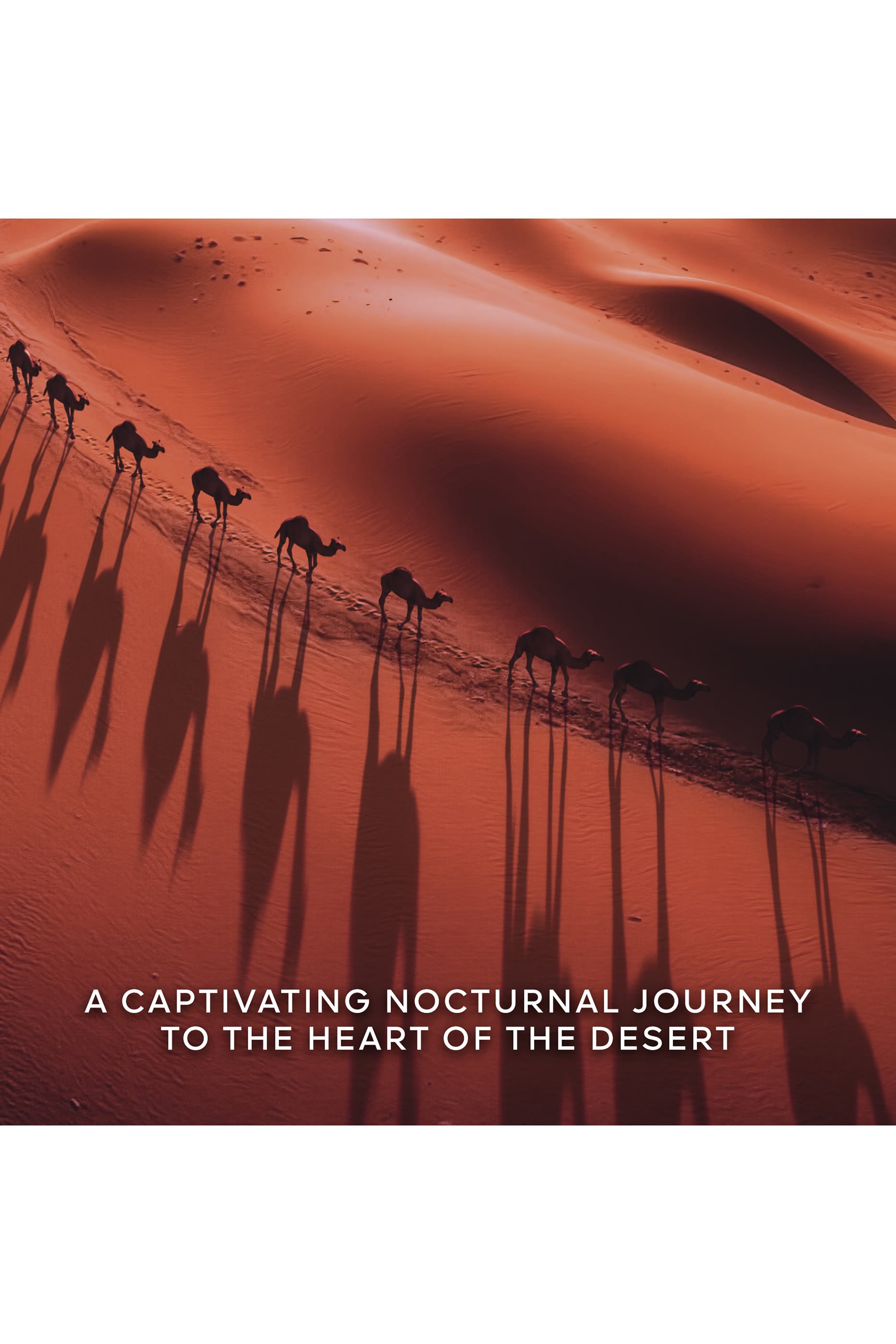 أو دو بارفان أبسولوس أليجوريا تاباك صحارى