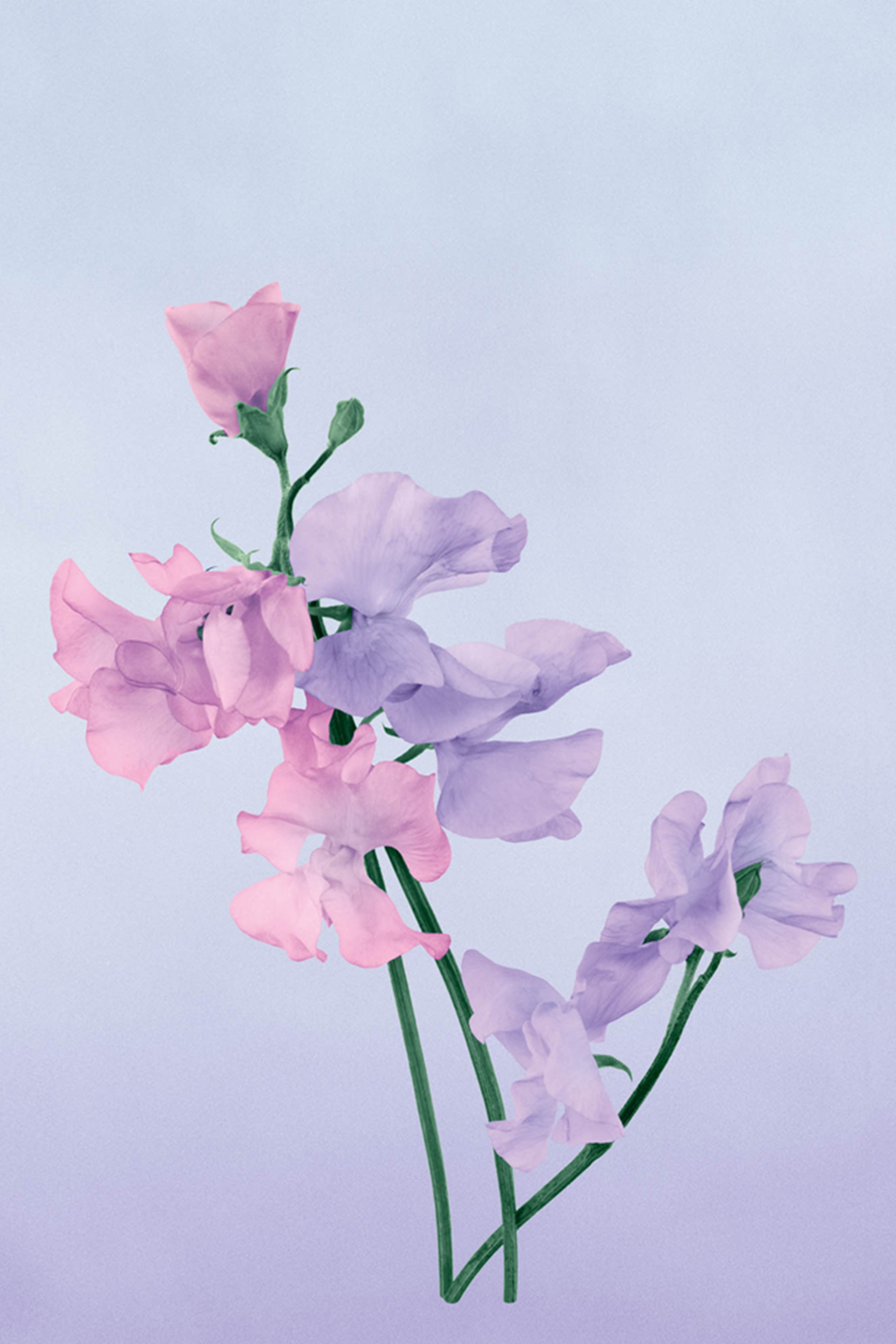 شمعة لوشيس بيي معرطة