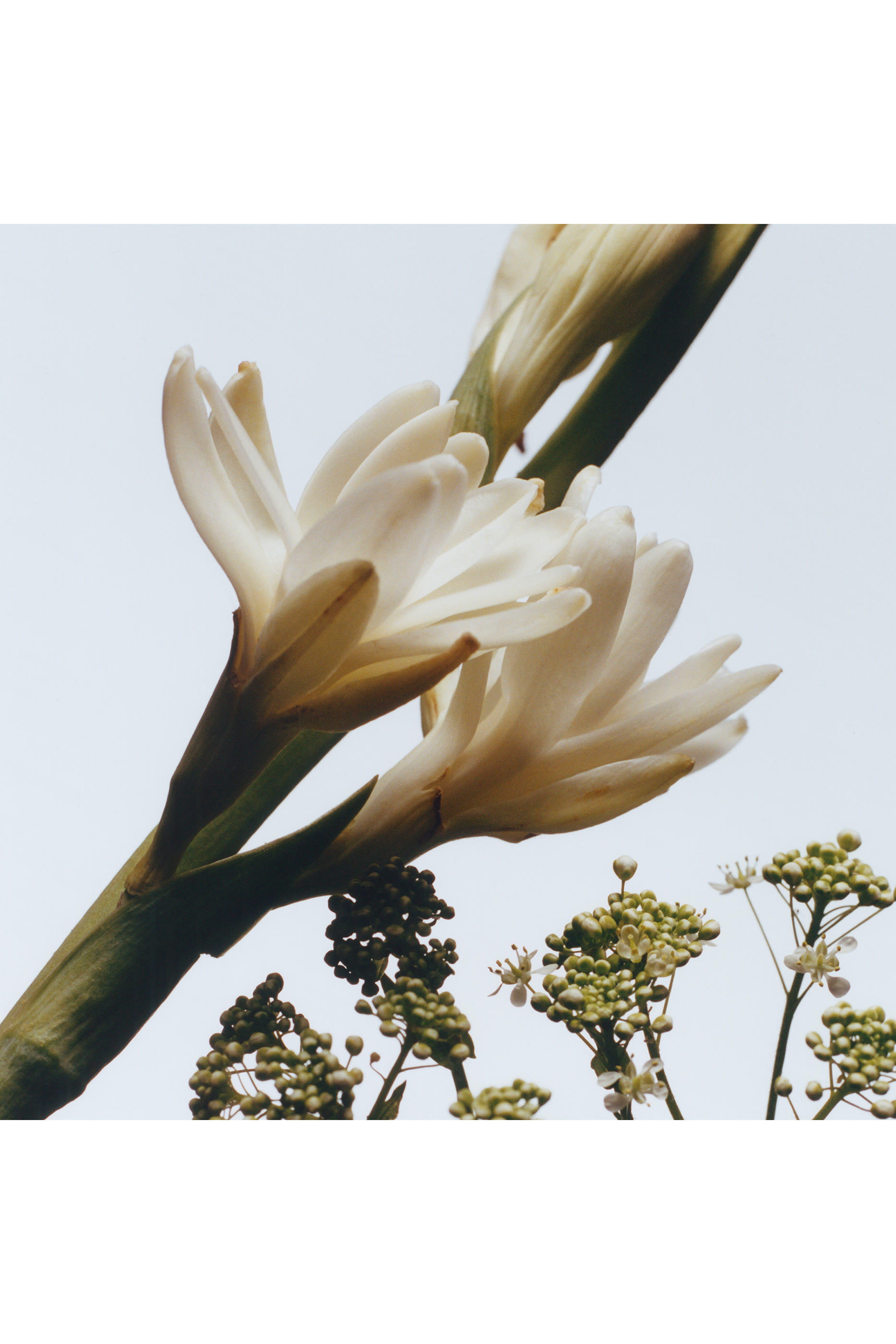 عطر كولونيا تيوبرواز أنجيليكا  انتنس