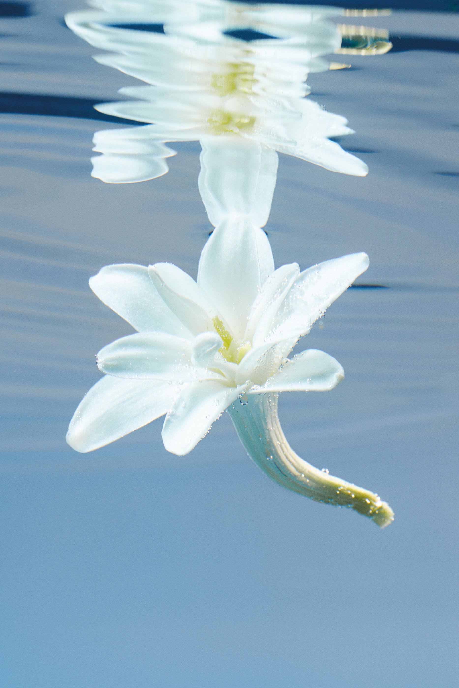 أو دو بارفان مركز بلوم&rlm;