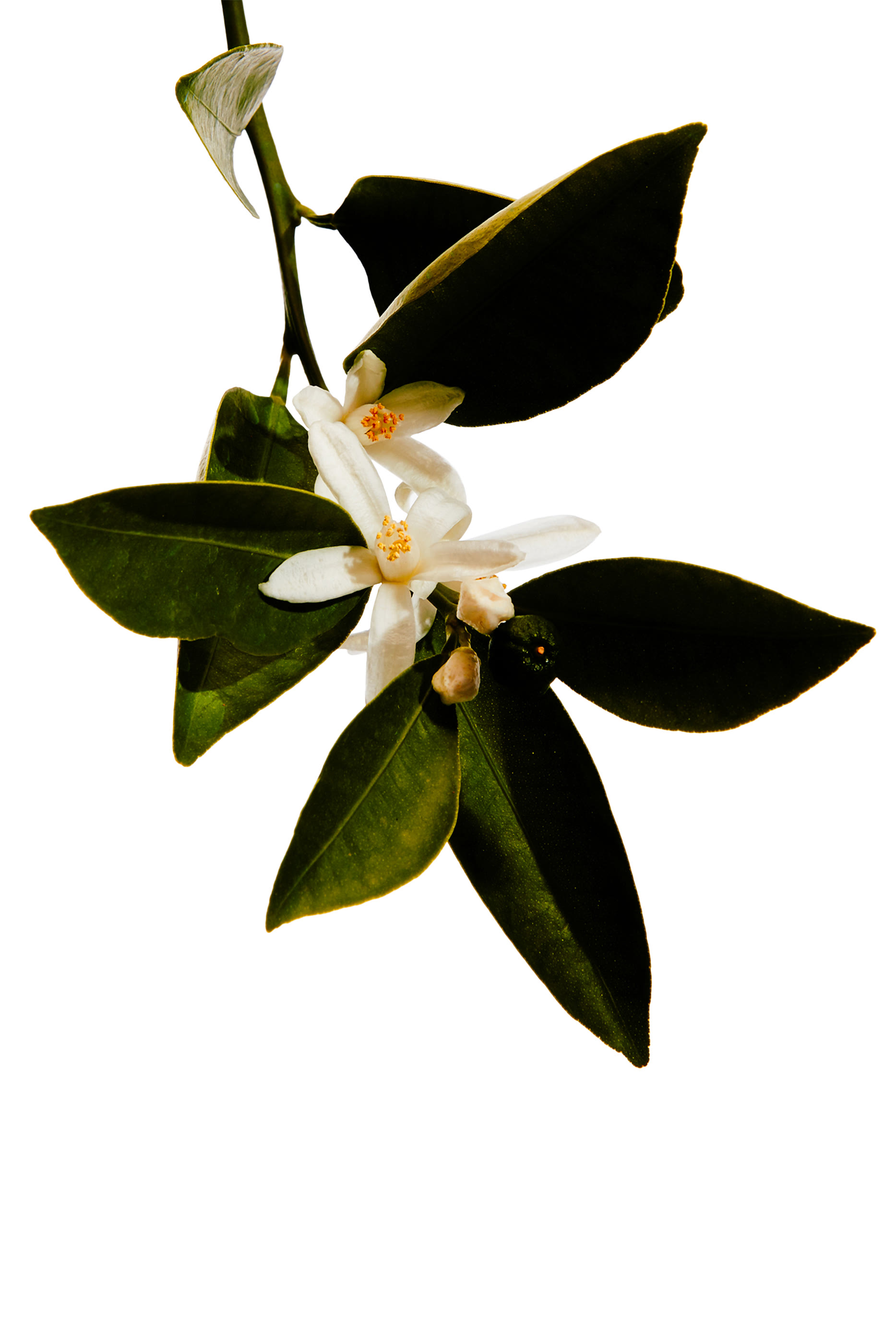 أو دو بارفان أون باسيو بور مدريد "كاسا دي كامبو"